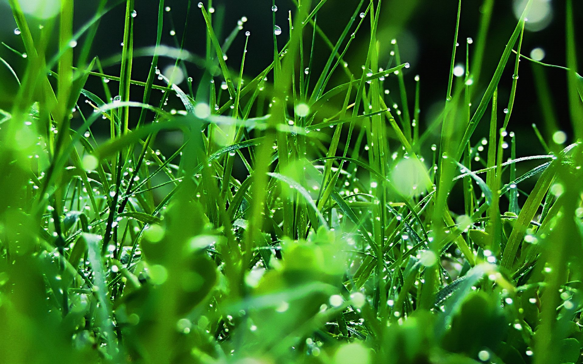 Laden Sie das Natur, Grass, Drops, Frische, Tau-Bild kostenlos auf Ihren PC-Desktop herunter
