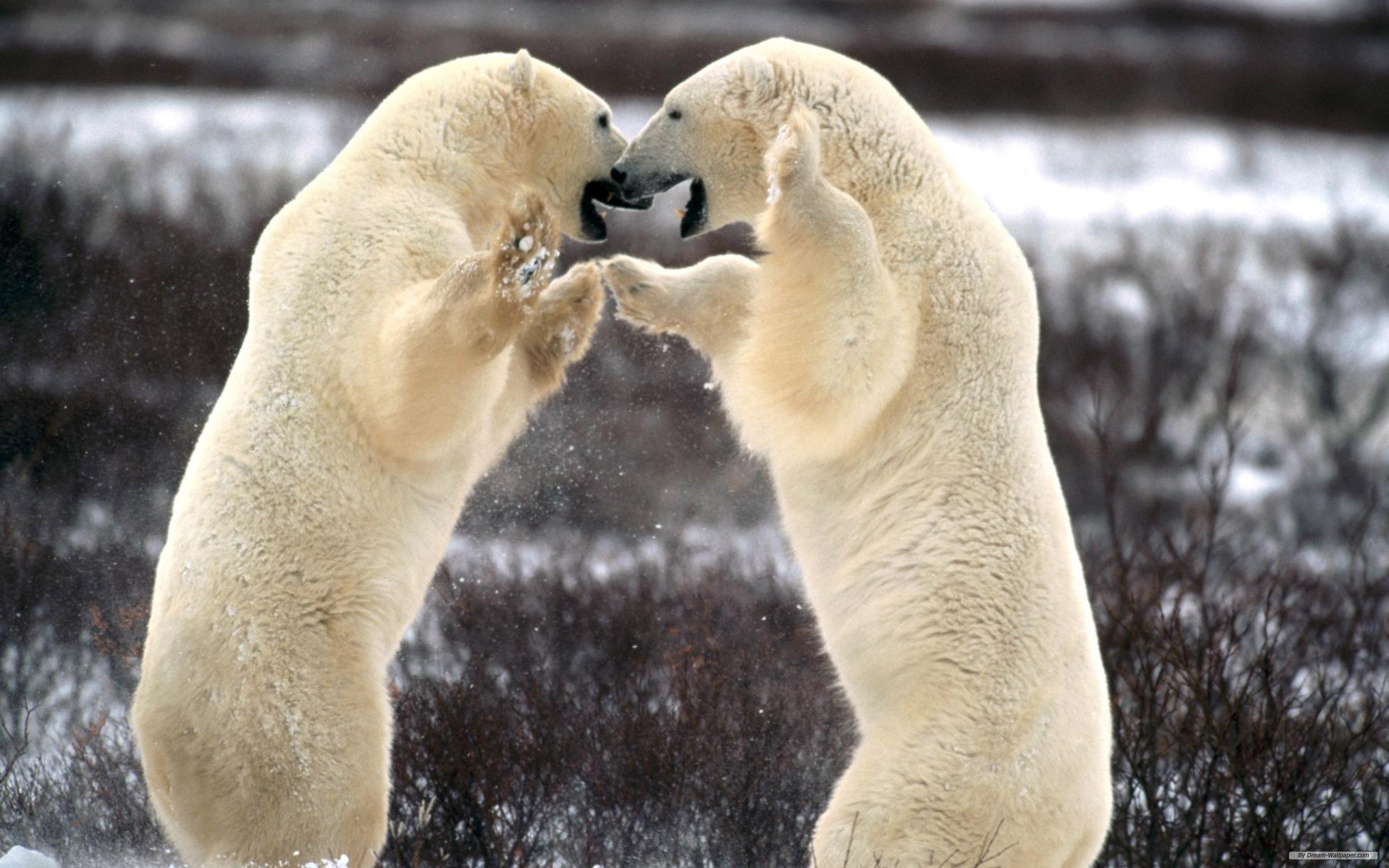 Desktop Backgrounds Polar Bear 