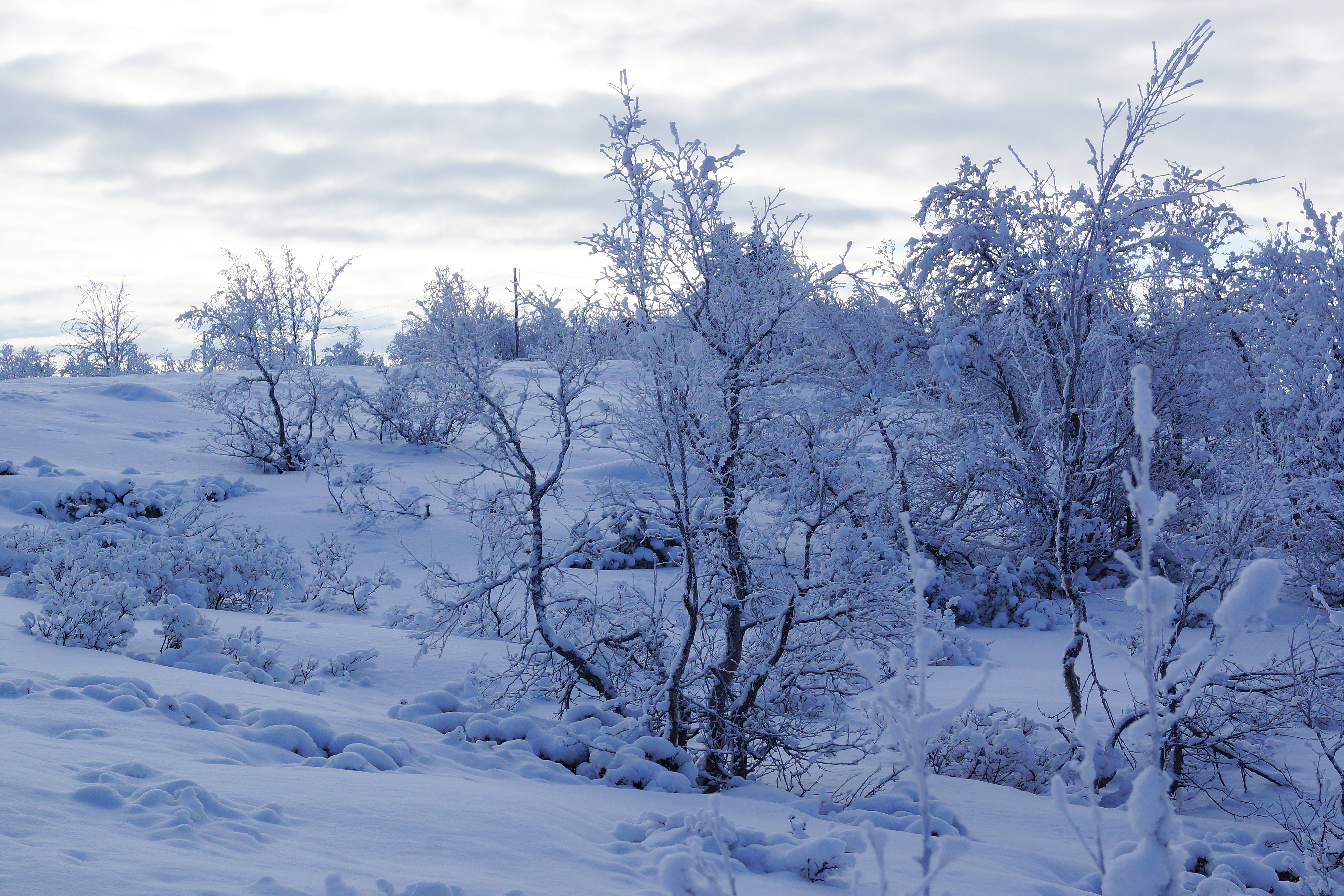 1080p pic trees, winter, nature, snow covered