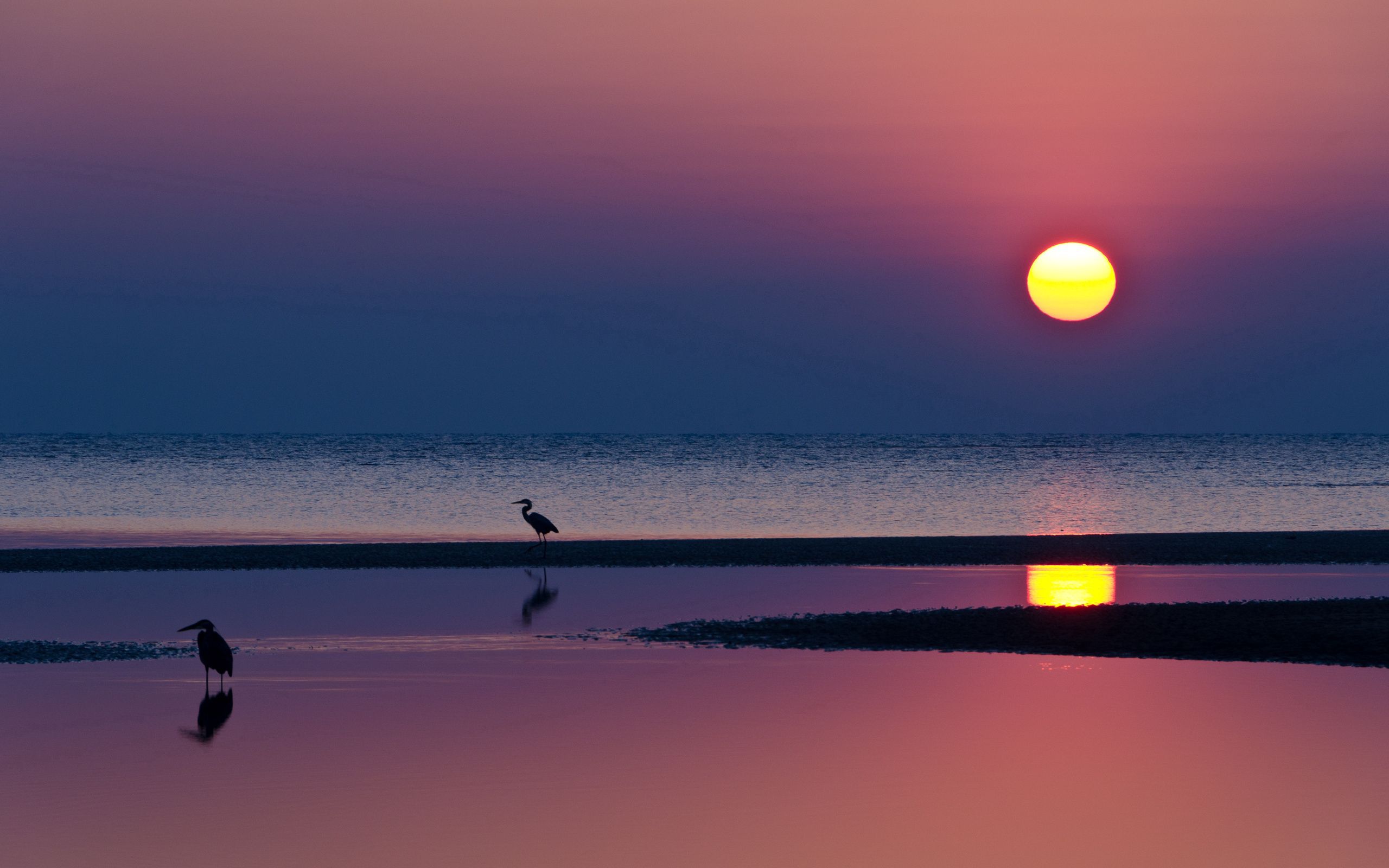 evening, nature, water, sunset, sea, sun, beach, heron, horizon, reflection, silhouettes cell phone wallpapers