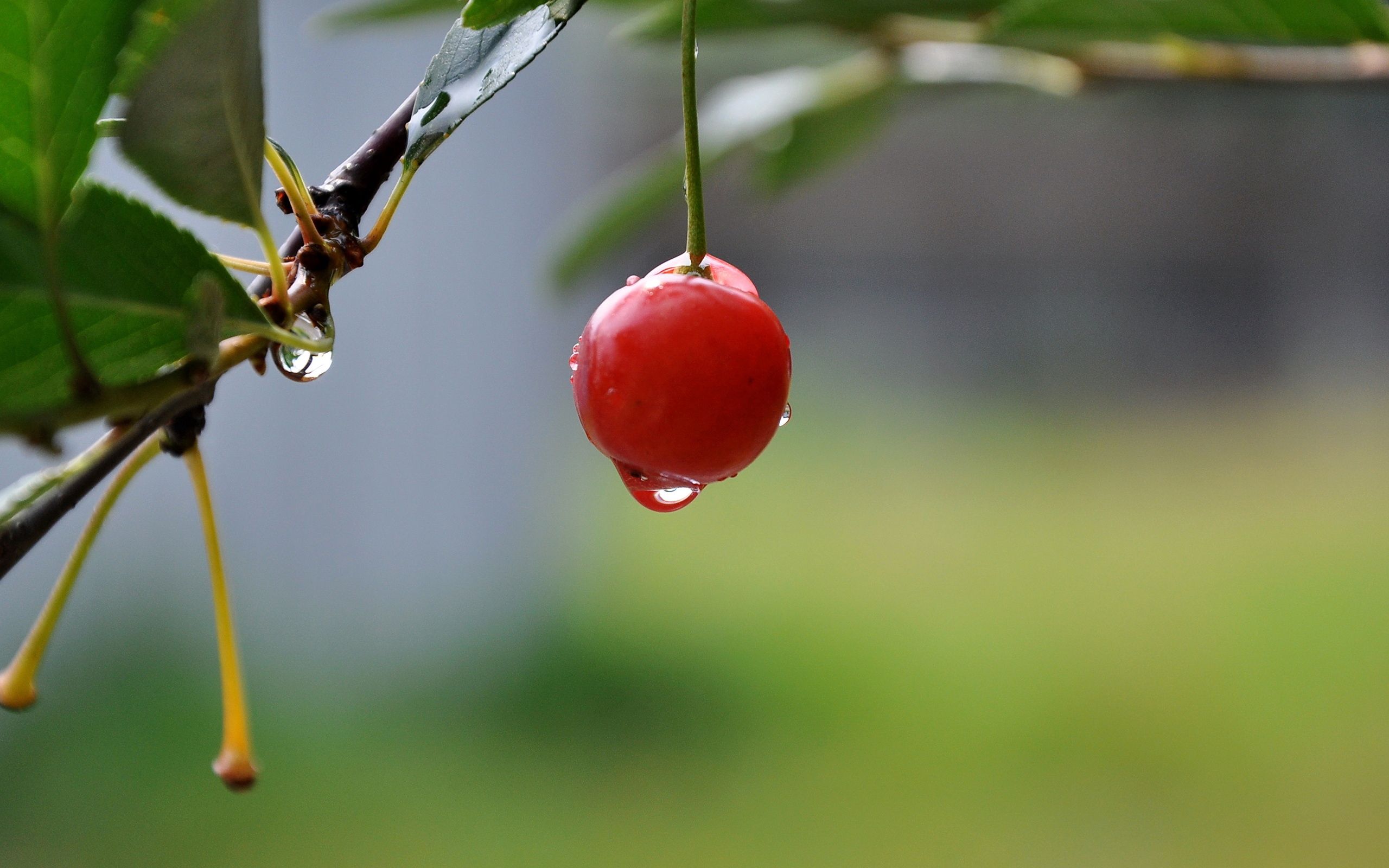 cherry, macro, summer, drops, berry, tasty, delicious wallpapers for tablet