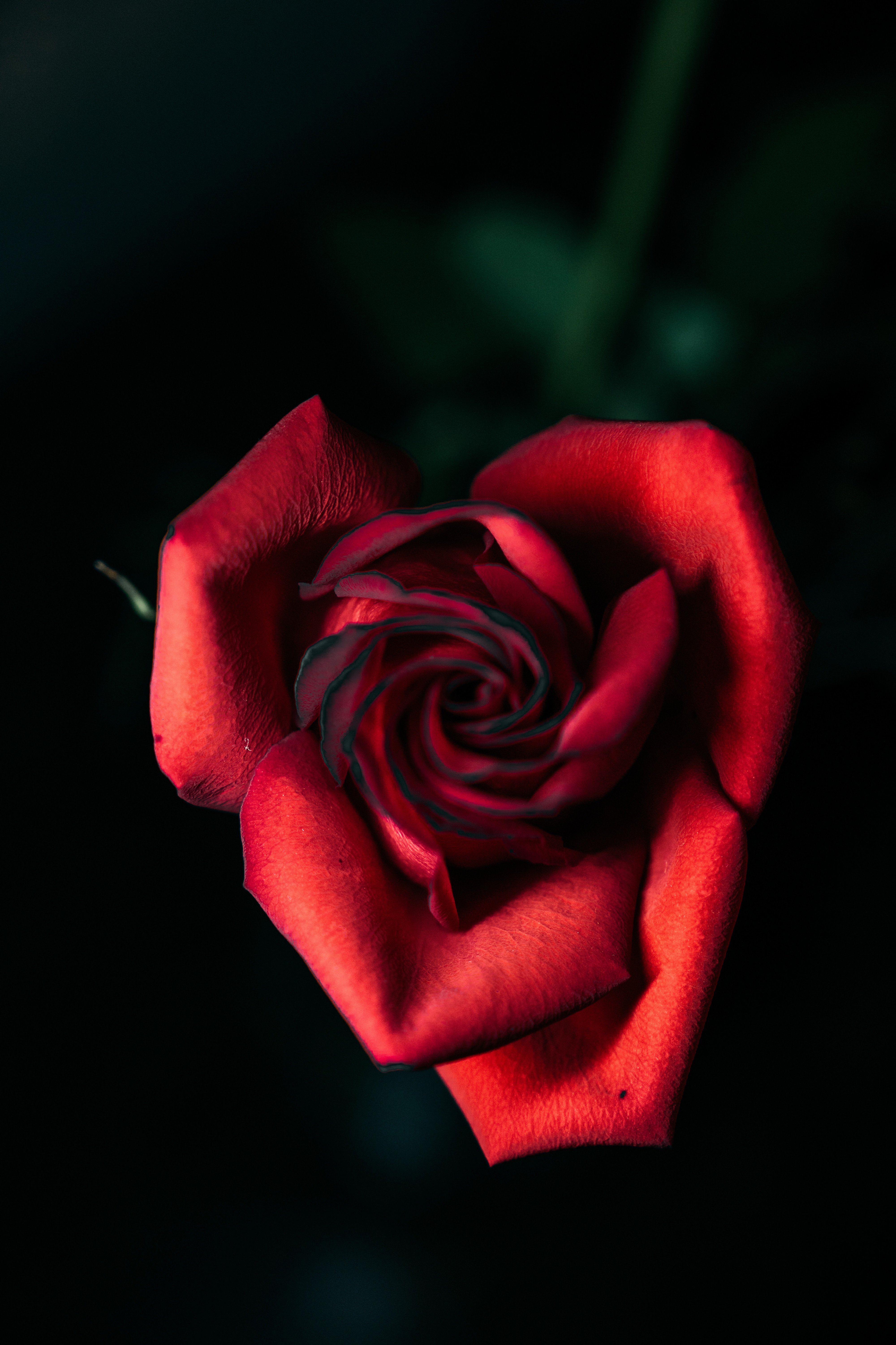 close up, rose, flowers, red, rose flower, petals, bud Aesthetic wallpaper