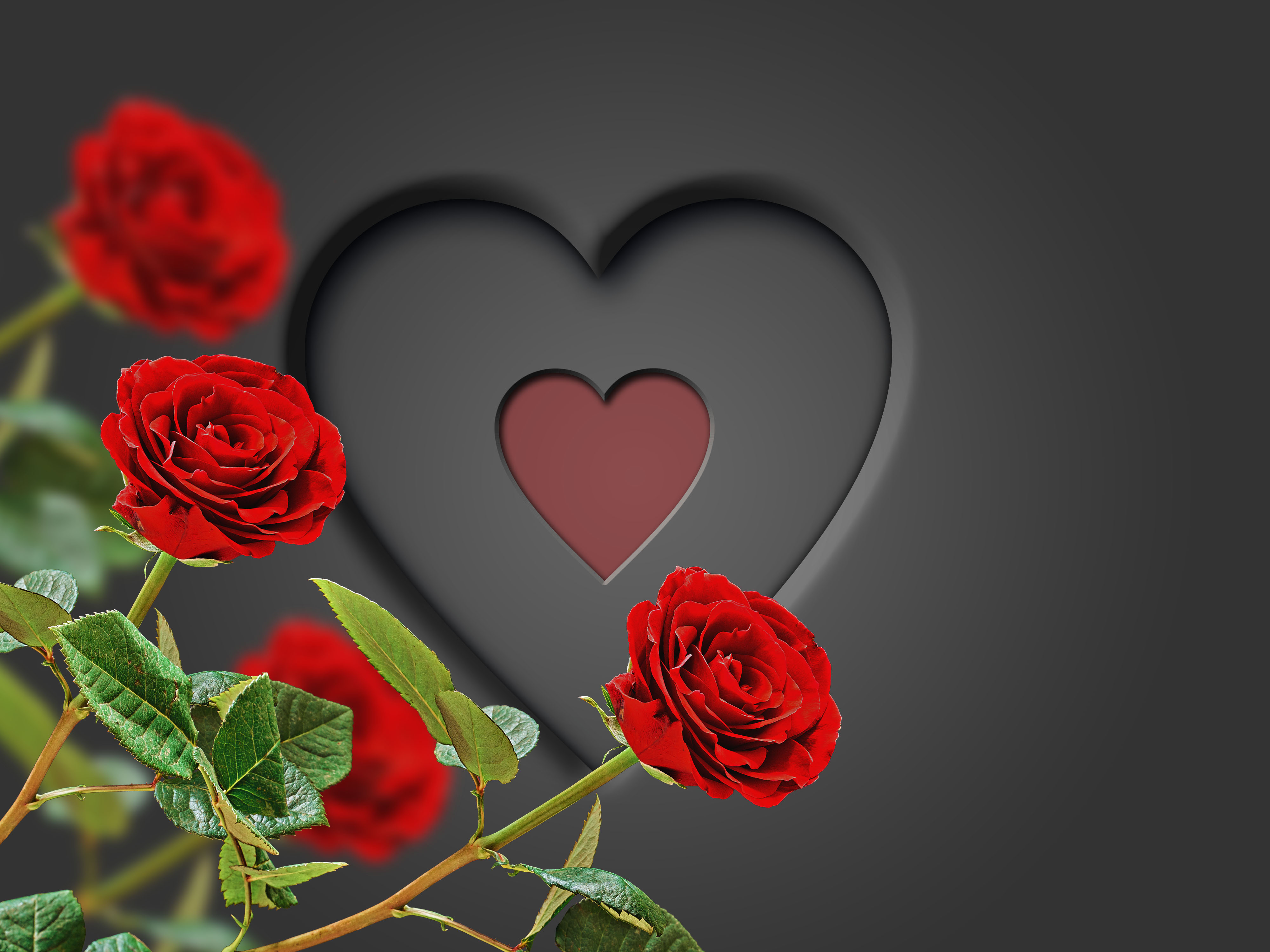 Rose romance. Розы в сердце. Цветы сердечки. Розы обои. Красные розы.