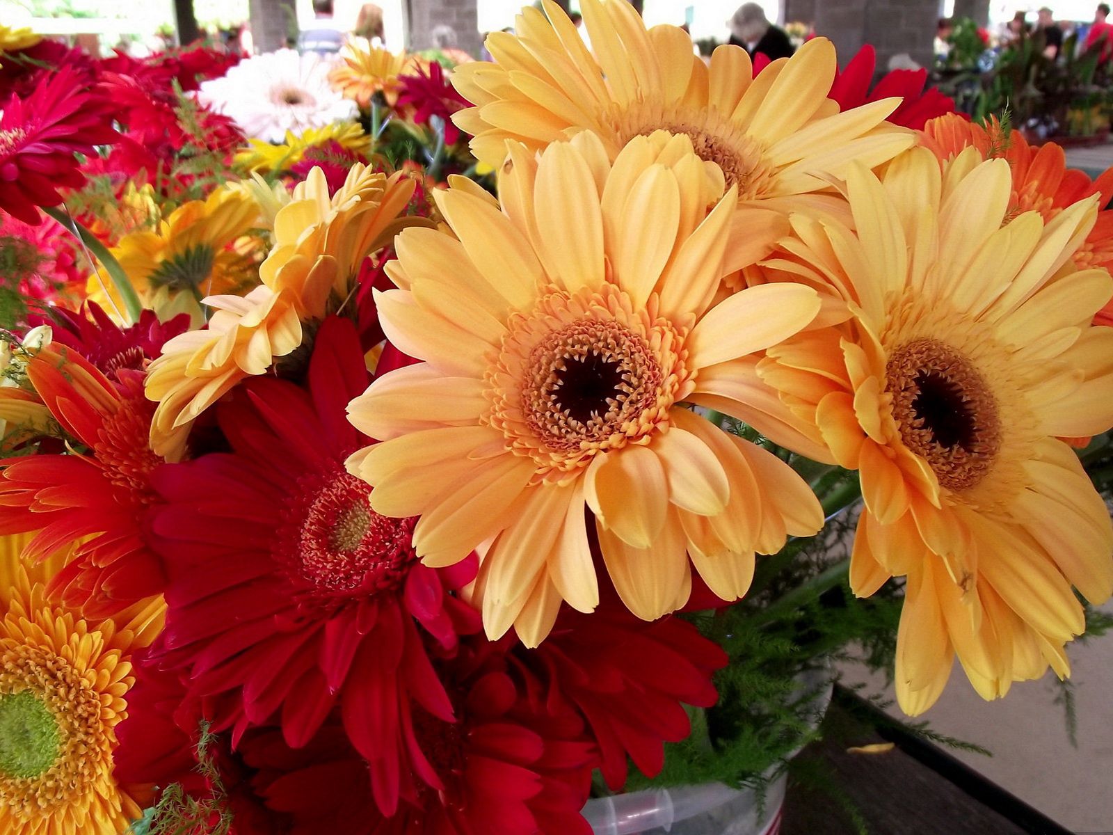 Laden Sie das Blumen, Gerbera, Hell, Schönheit, Strauß, Bouquet-Bild kostenlos auf Ihren PC-Desktop herunter