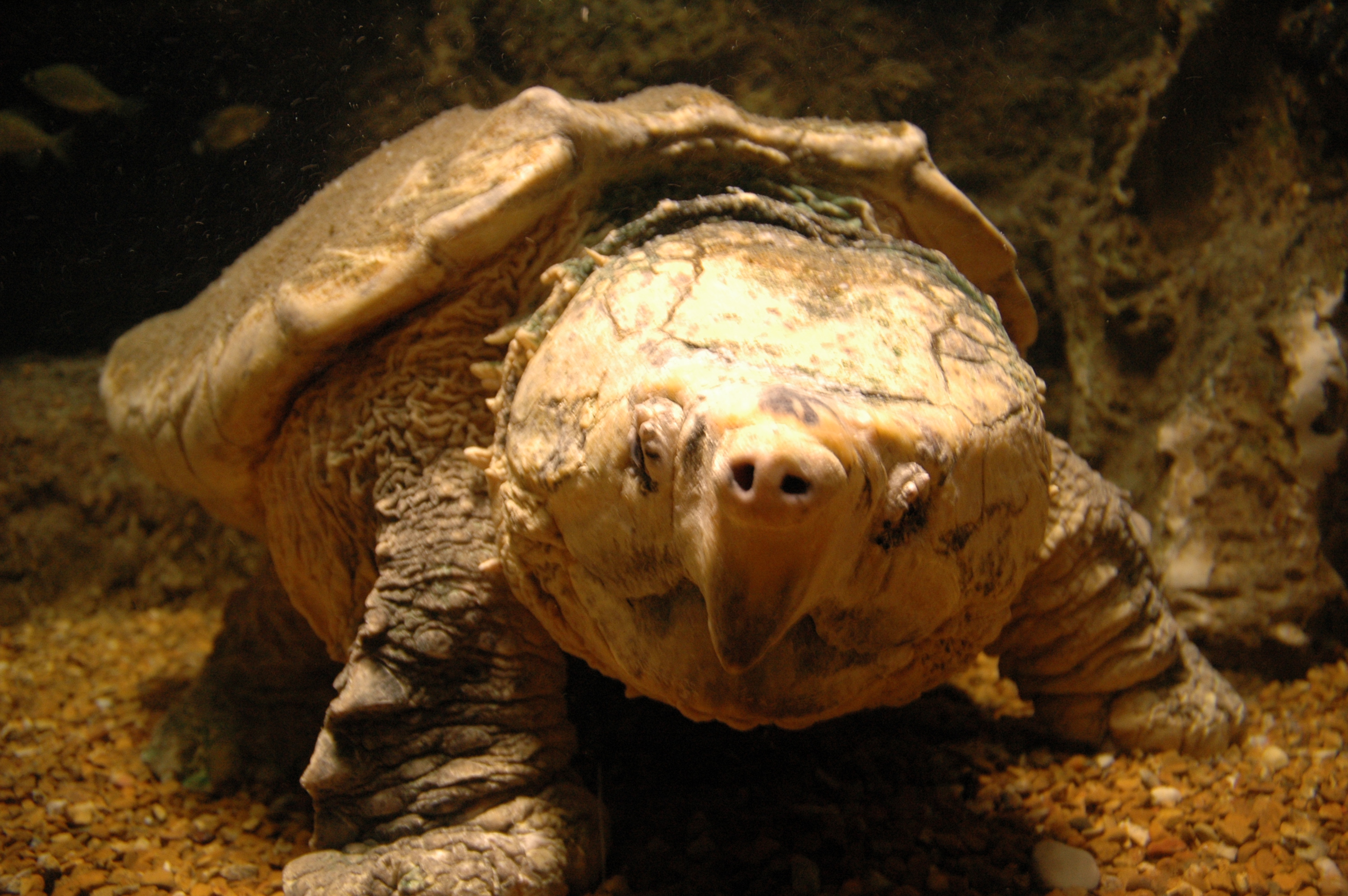 Alligator snapping turtle кто это