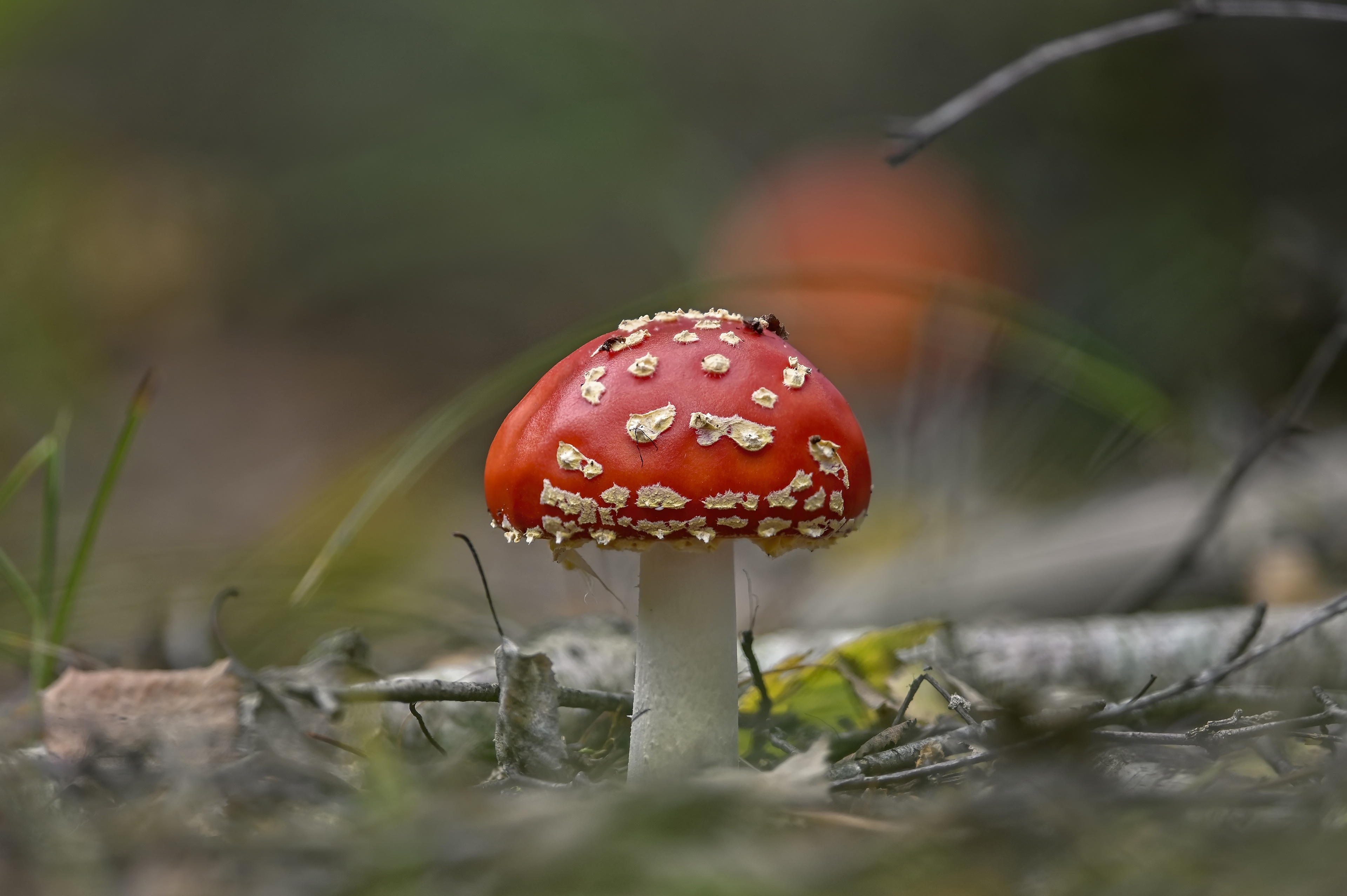 earth, mushroom, close up, fall, fly agaric, nature iphone wallpaper