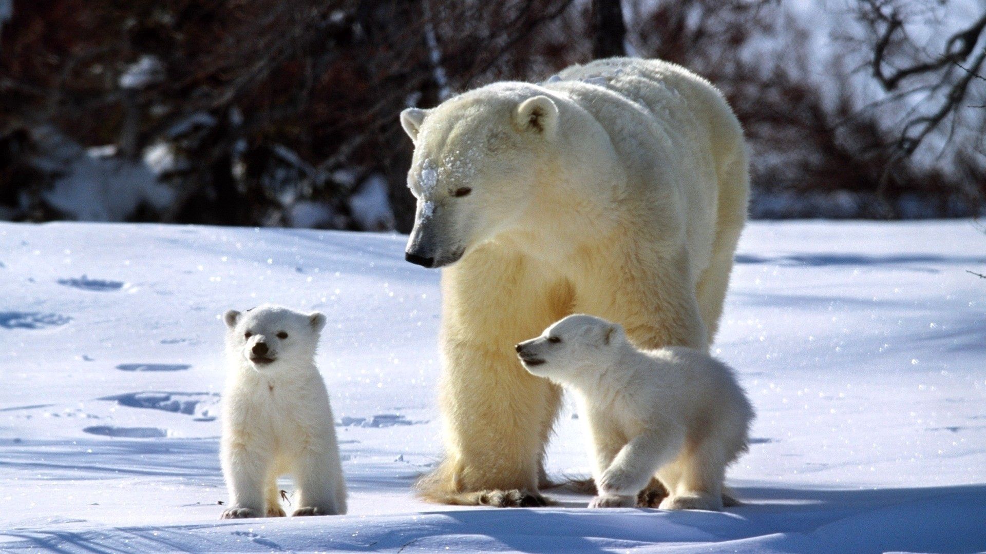 Laden Sie das Tiere, Schnee, Bummel, Spaziergang, Die Familie, Familie, Weiße Bären, Eisbären-Bild kostenlos auf Ihren PC-Desktop herunter