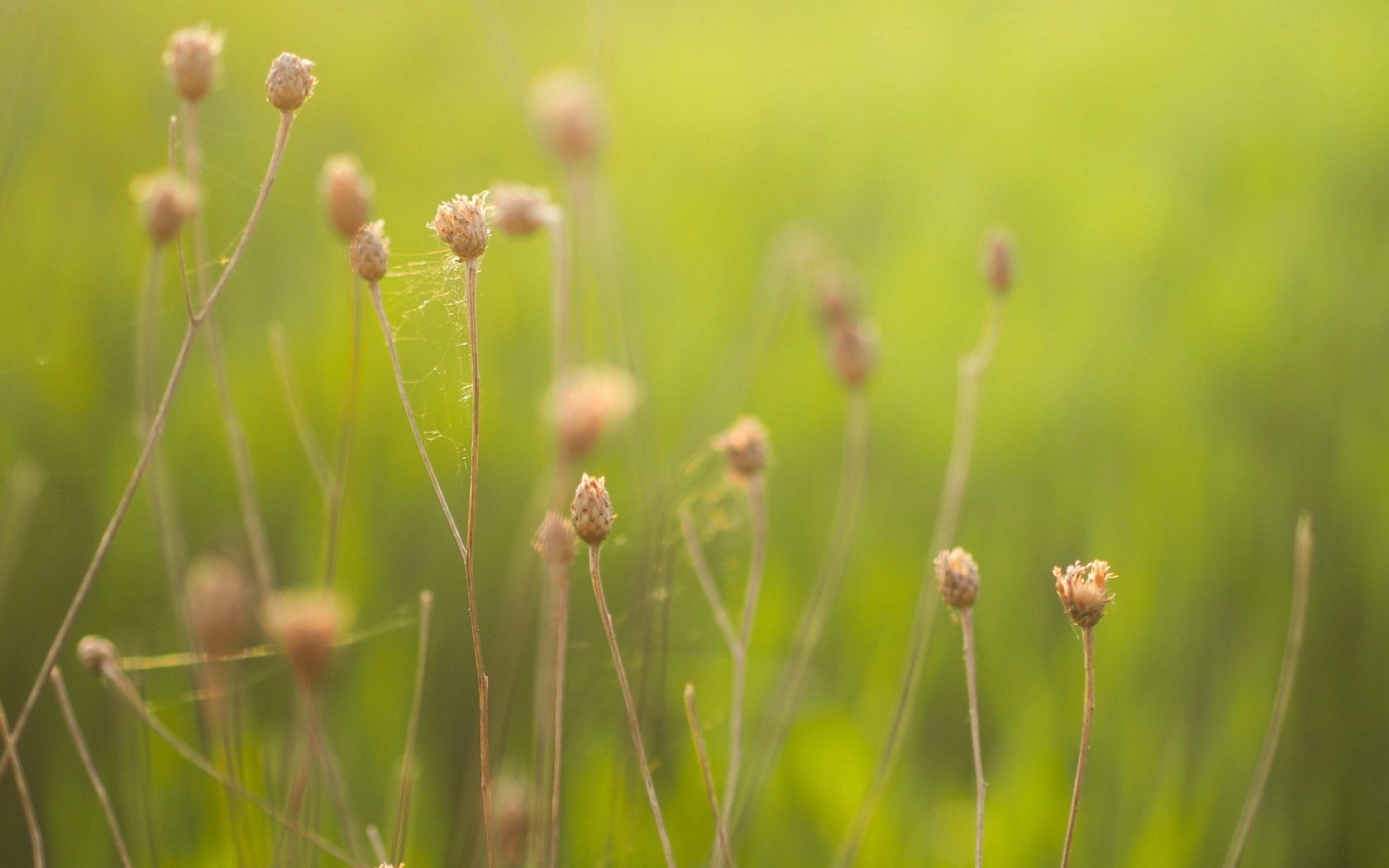 herbage, field, green, web, nature, herbs, blur HD wallpaper
