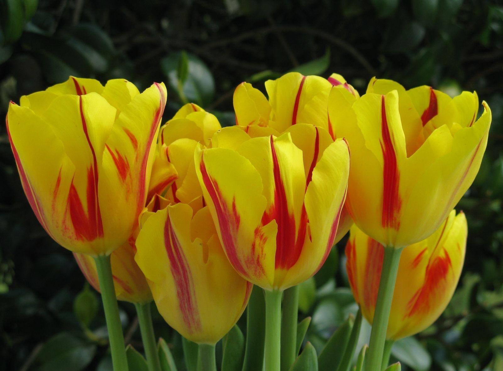 tulips, flowers, close-up, bicolor, two-colored