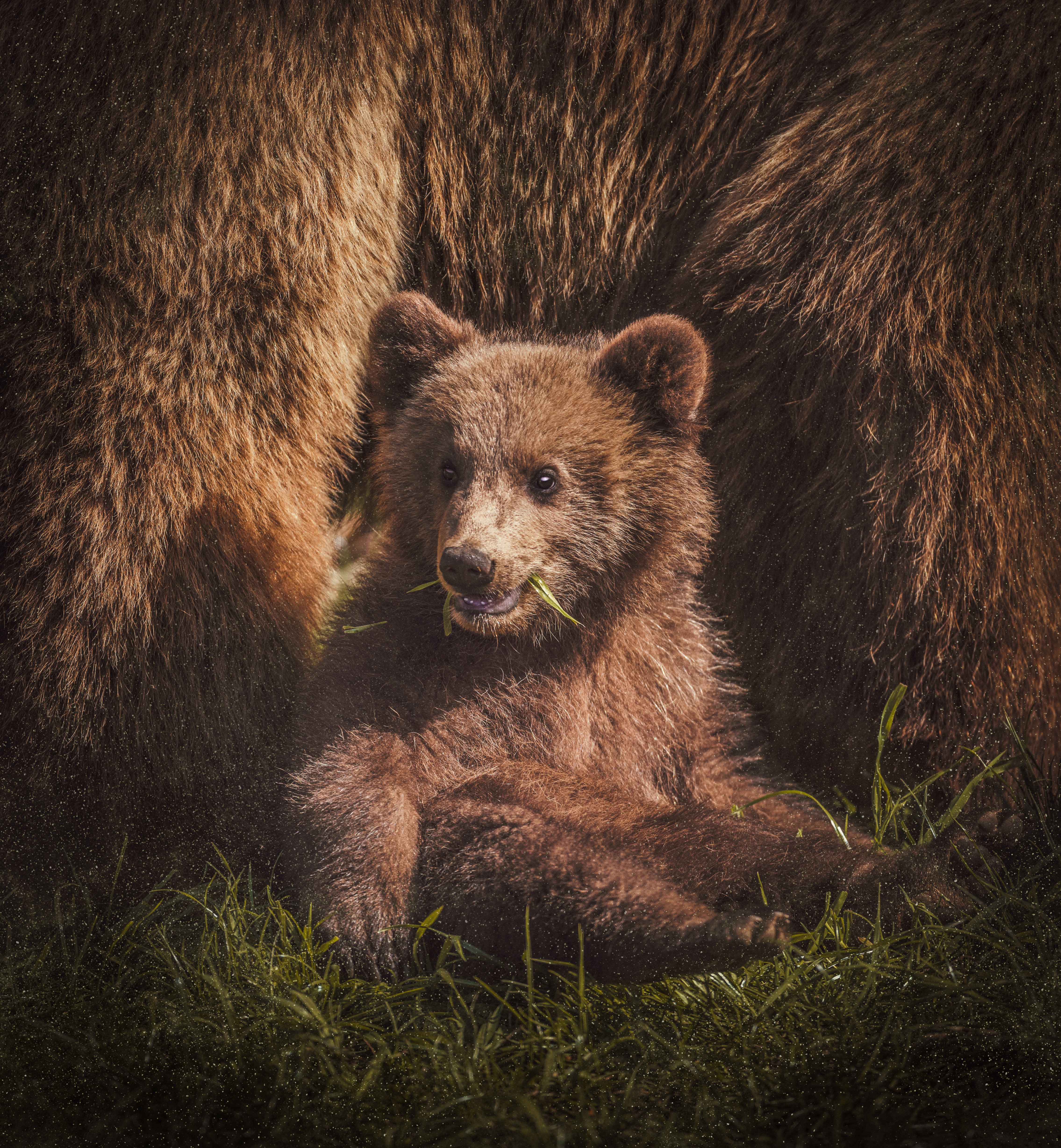 Laden Sie das Tiere, Teddybär, Bär, Tier, Nett, Schatz, Komisch, Lustig, Bärenjunge-Bild kostenlos auf Ihren PC-Desktop herunter