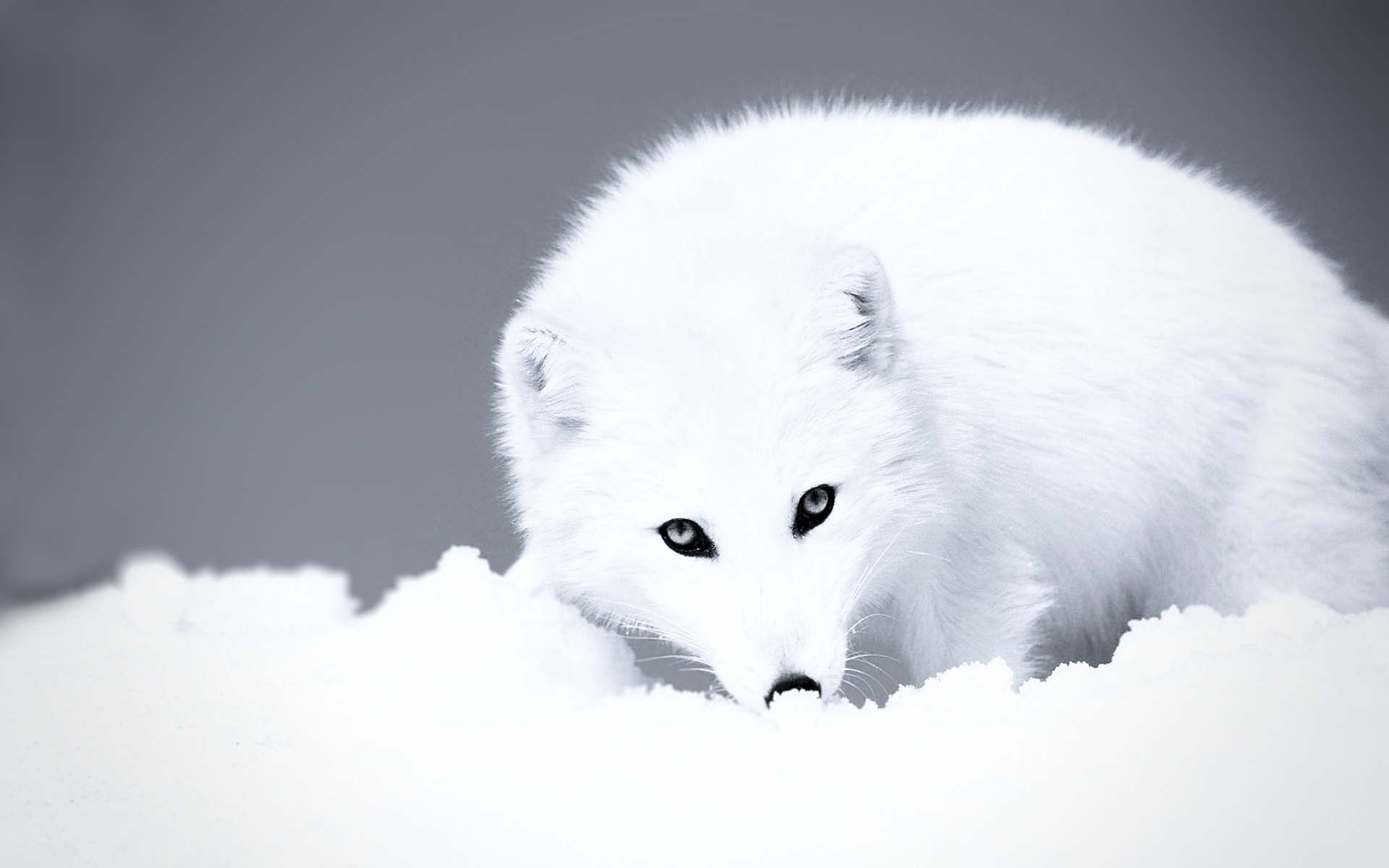 桌面上的 244926 壁紙和 北极狐 圖像。 在 PC 上免費下載 动物, 狐狸, 小狗 屏保