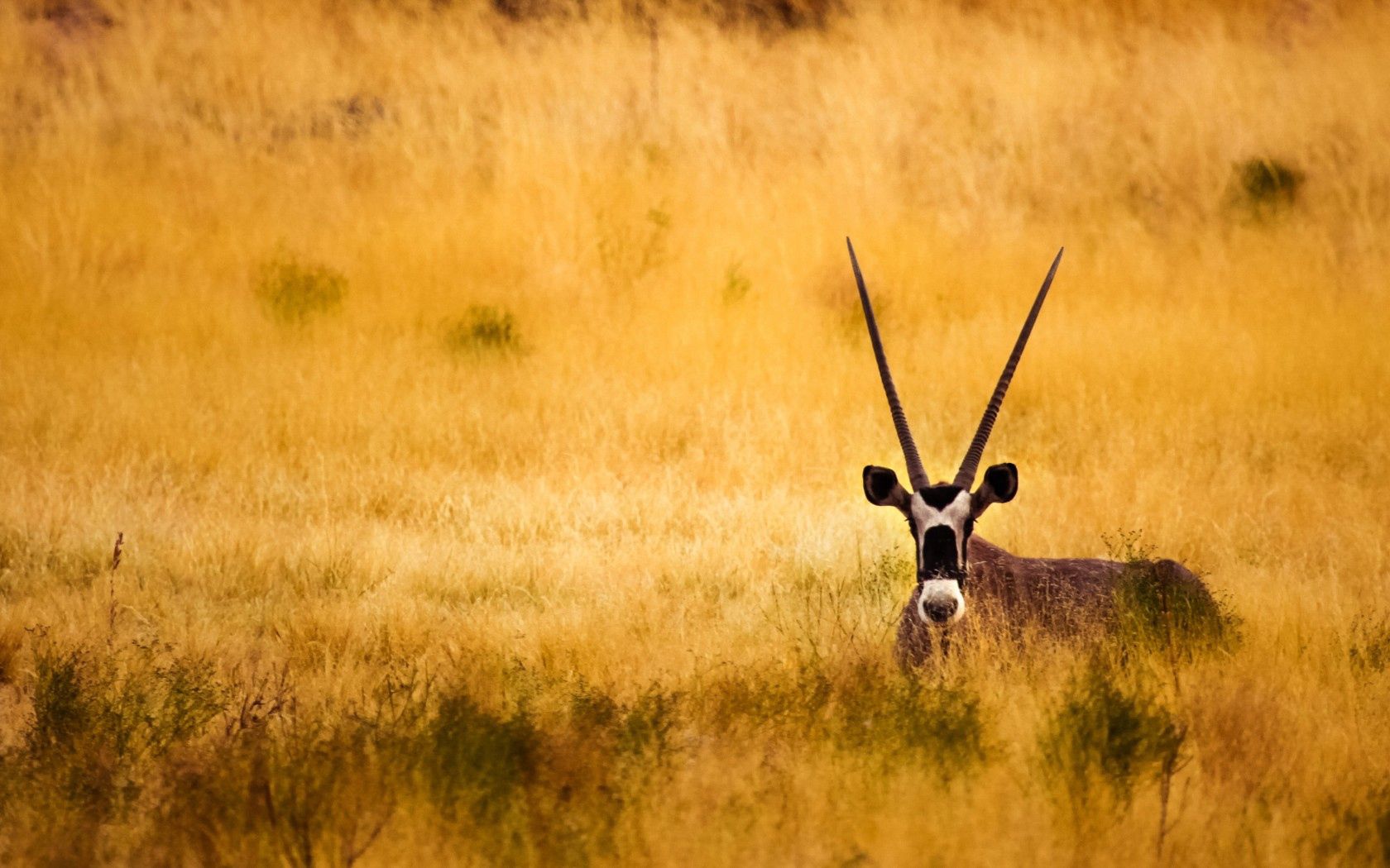 92644 Hintergrundbild herunterladen tiere, savanna, hörner, antilope - Bildschirmschoner und Bilder kostenlos