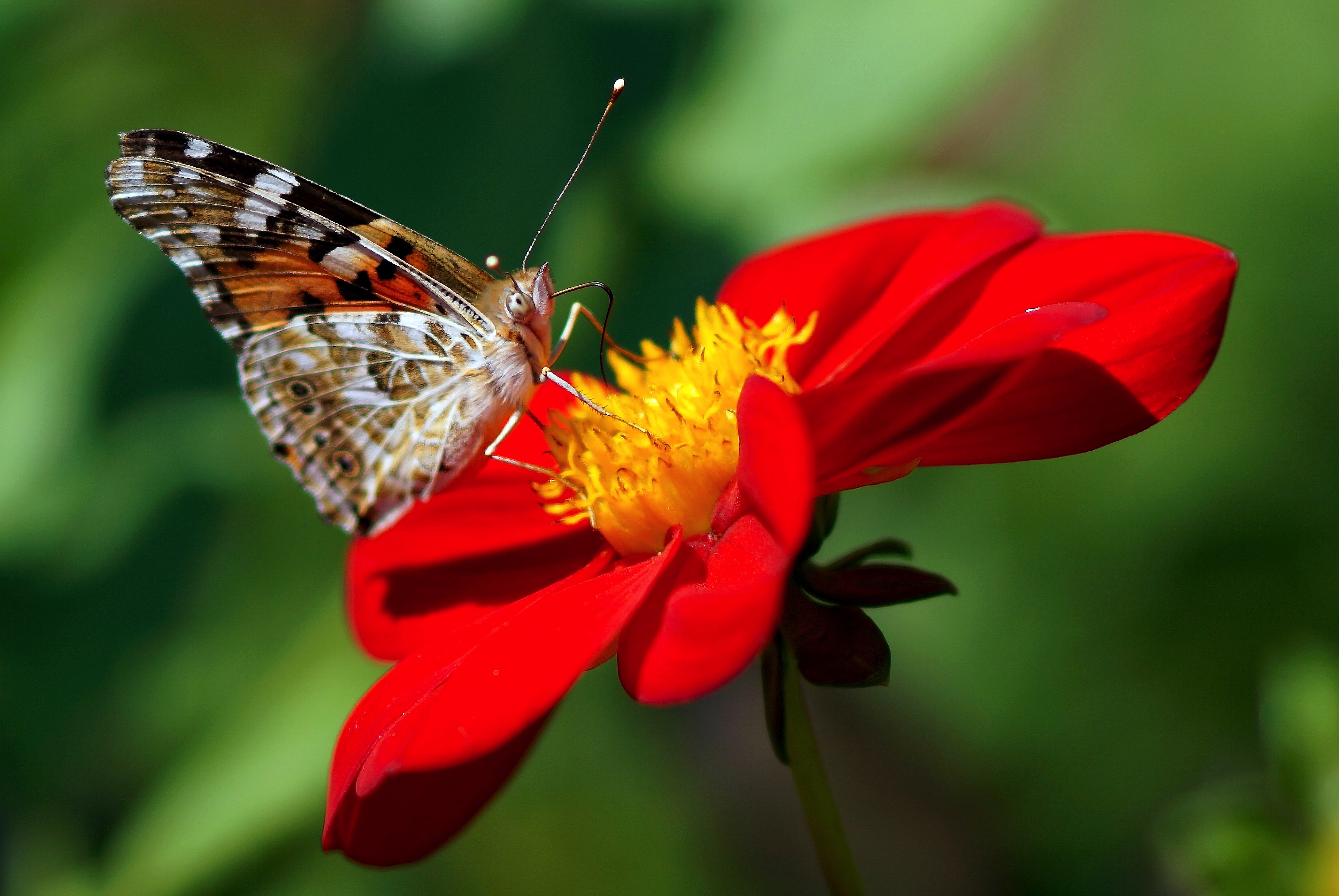 Laden Sie das Blume, Makro, Schmetterling, Dahlie, Dahlia-Bild kostenlos auf Ihren PC-Desktop herunter