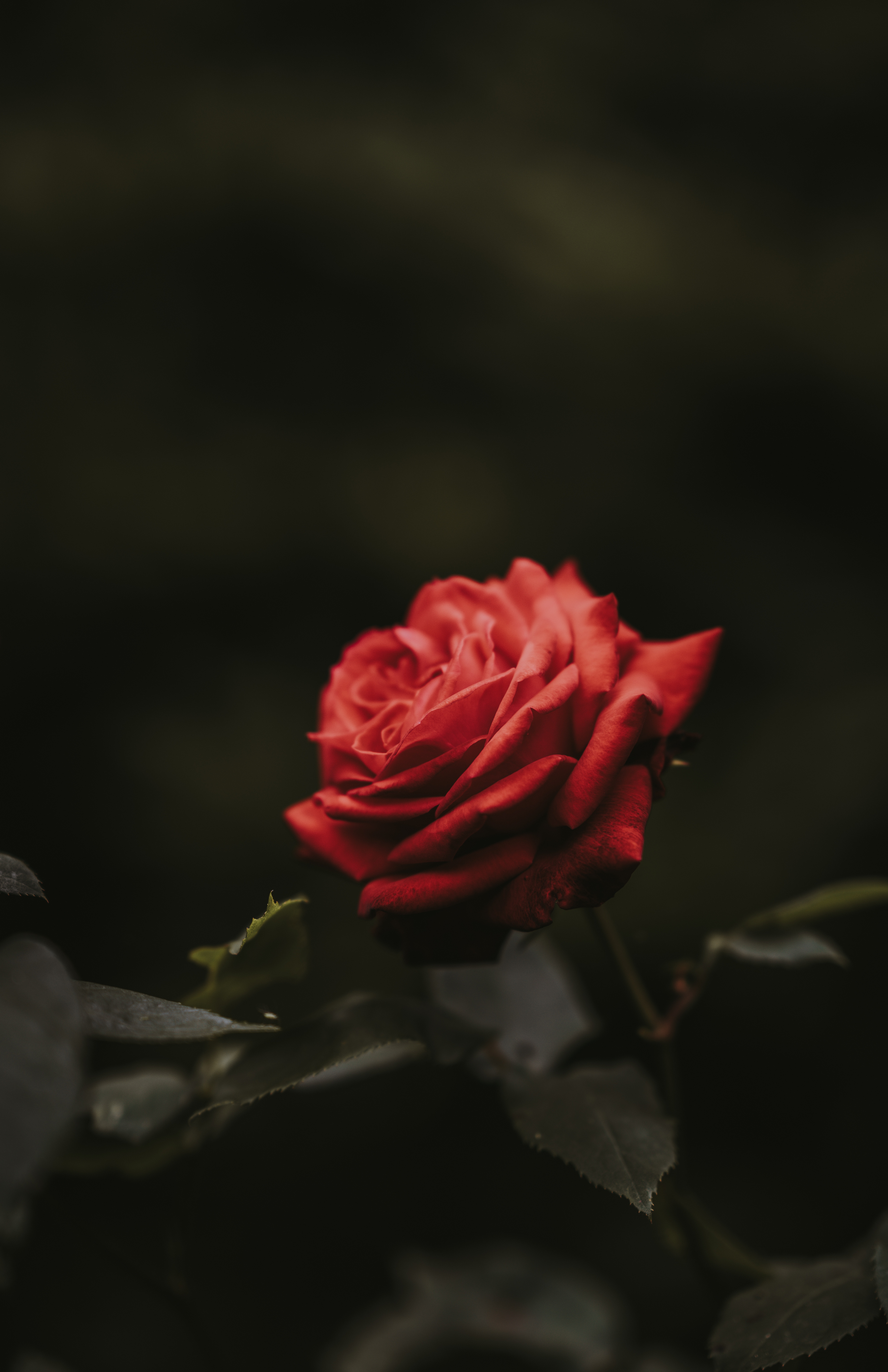 rose flower, flowers, red, flower, rose, bud, blur, smooth lock screen backgrounds