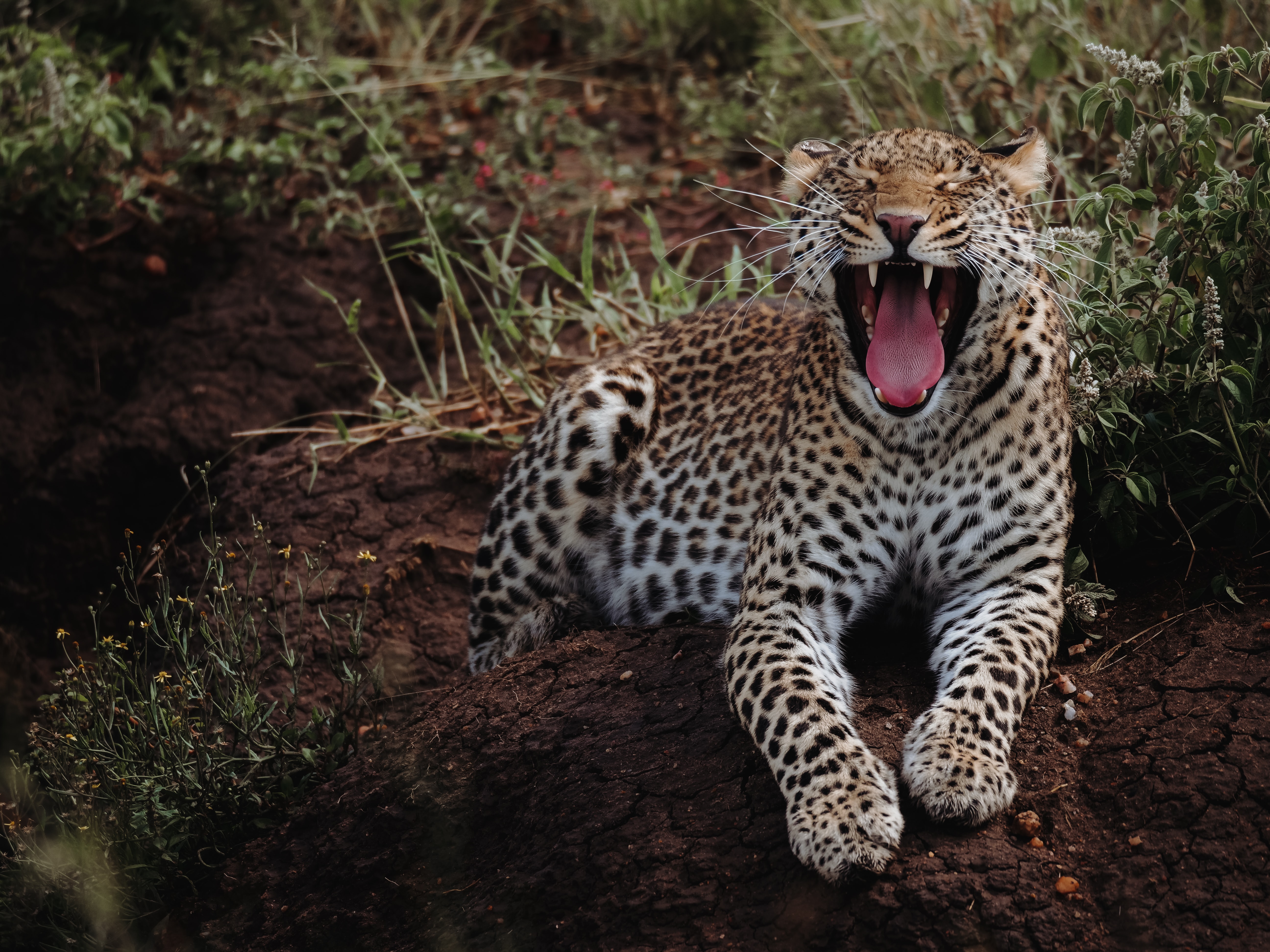 144926 Protetores de tela e papéis de parede Leopardo em seu telefone. Baixe predator, gato grande, animais, garganta fotos gratuitamente