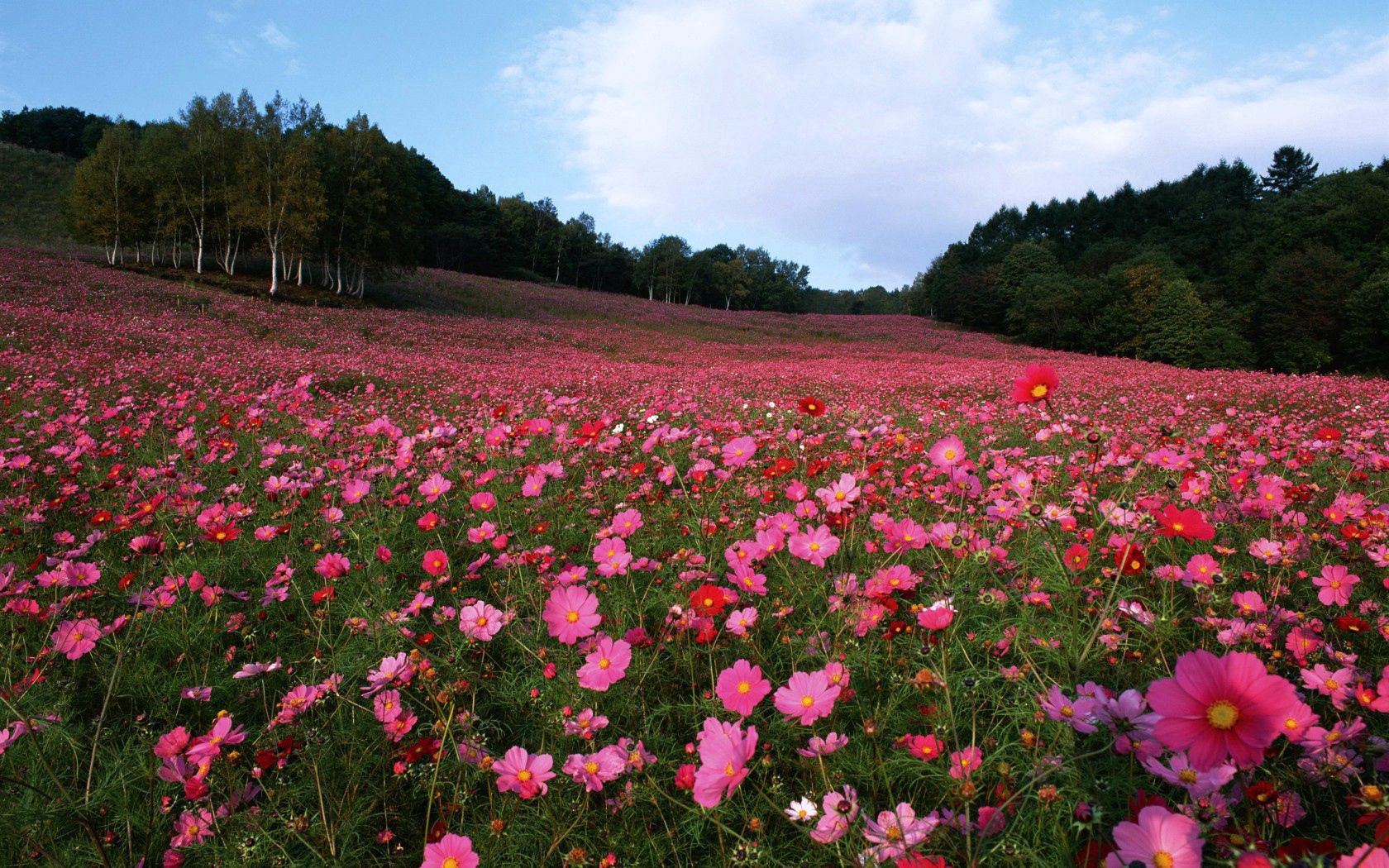 Handy-Wallpaper Blumen, Grass, Natur, Sky, Feld kostenlos herunterladen.