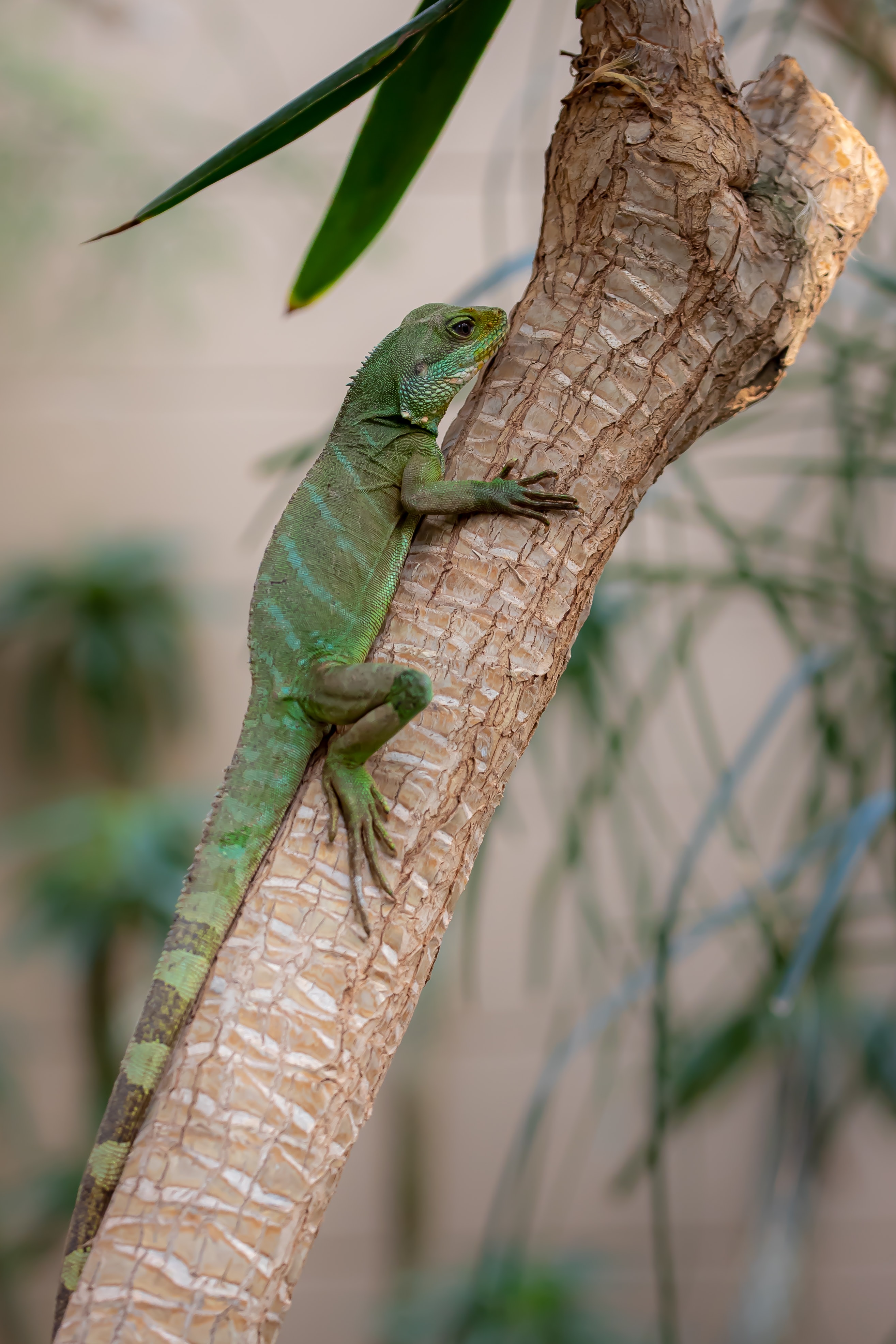 Reptile lizard, branch, green, animals 4k Wallpaper