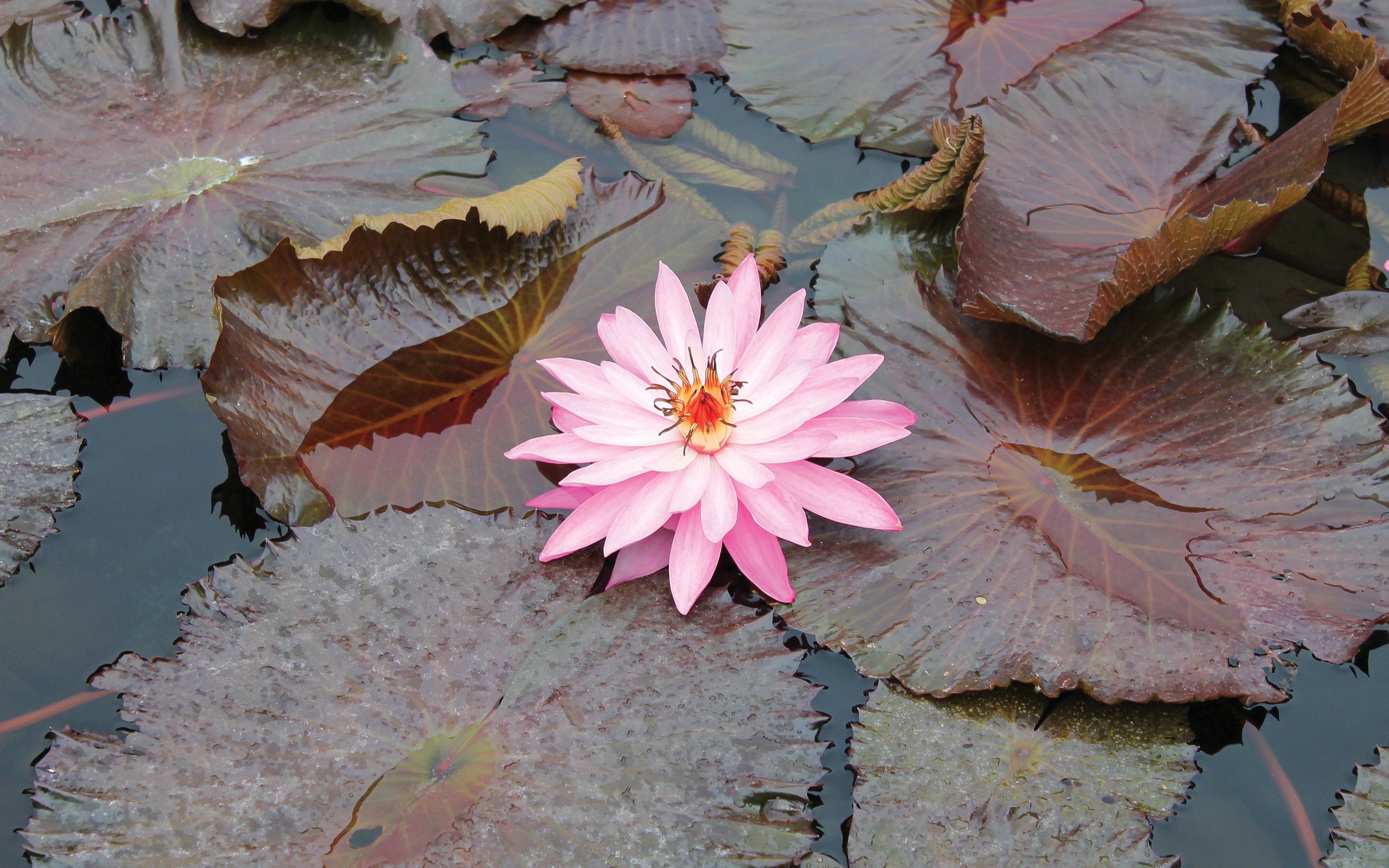 water lily, swamp, water, flowers, leaves, pink, beauty cellphone