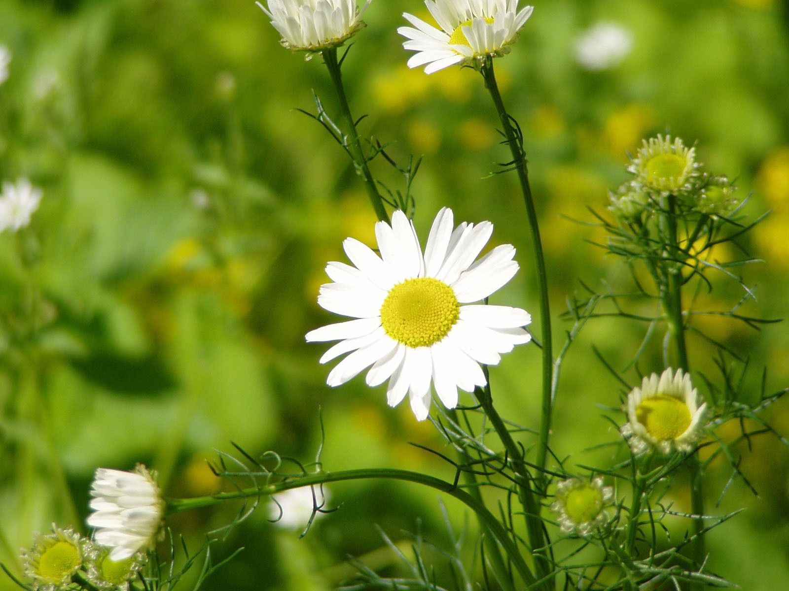 camomile, grass, petals, leaves Phone Wallpaper