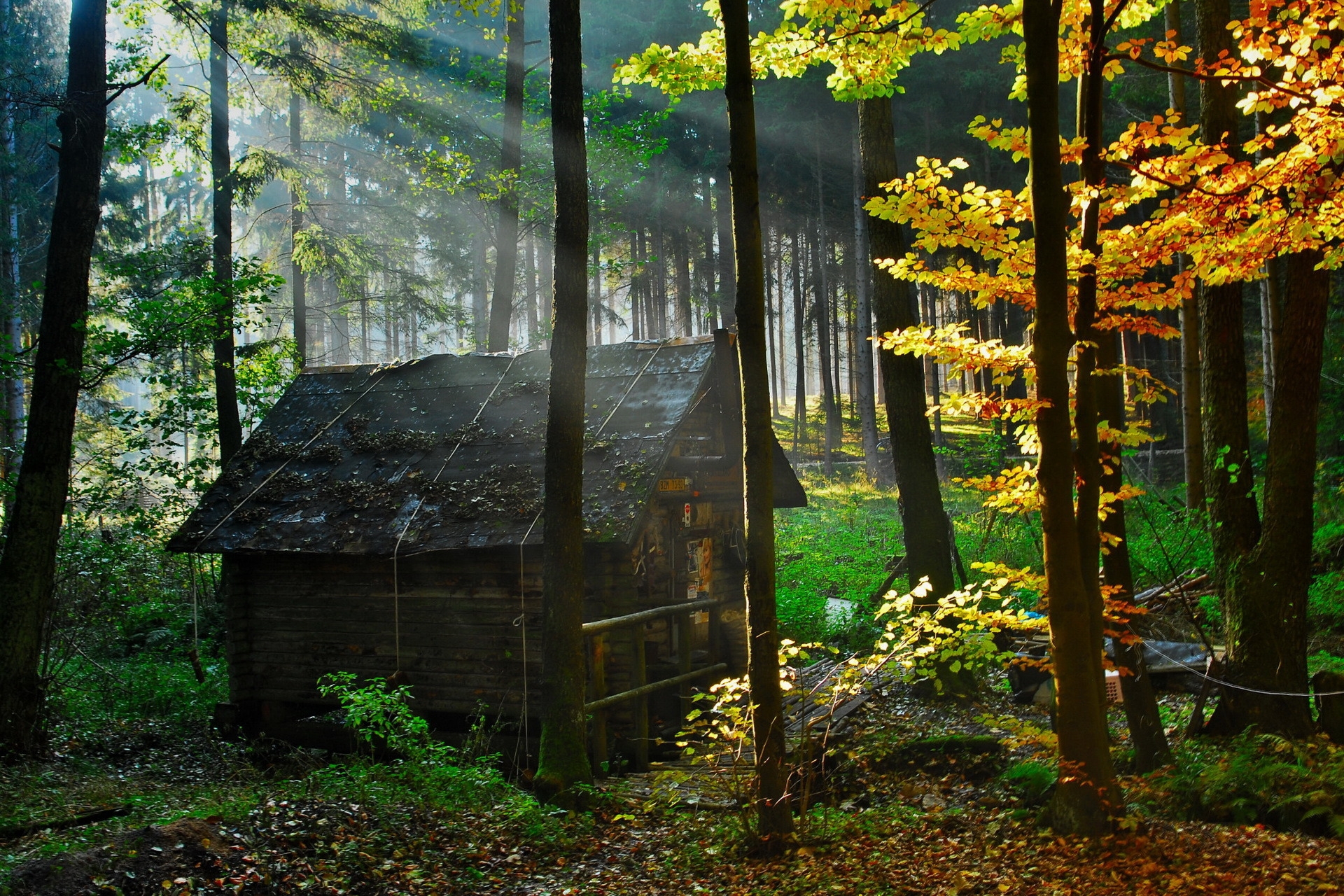 small house, nature, autumn, leaves, lumen, forest, lodge, morning, opening 4K