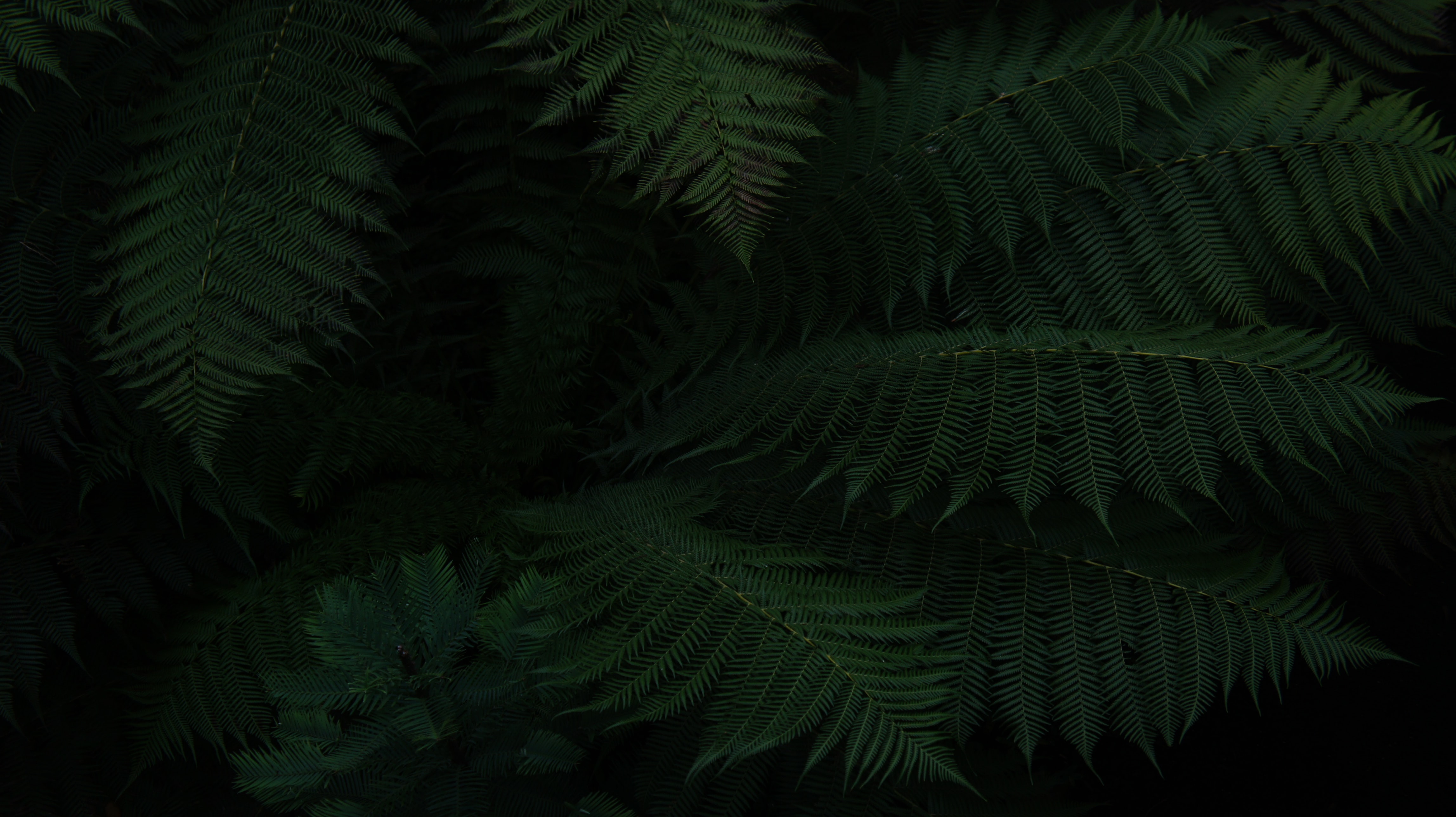 fern, green, leaves, plant, macro, dark