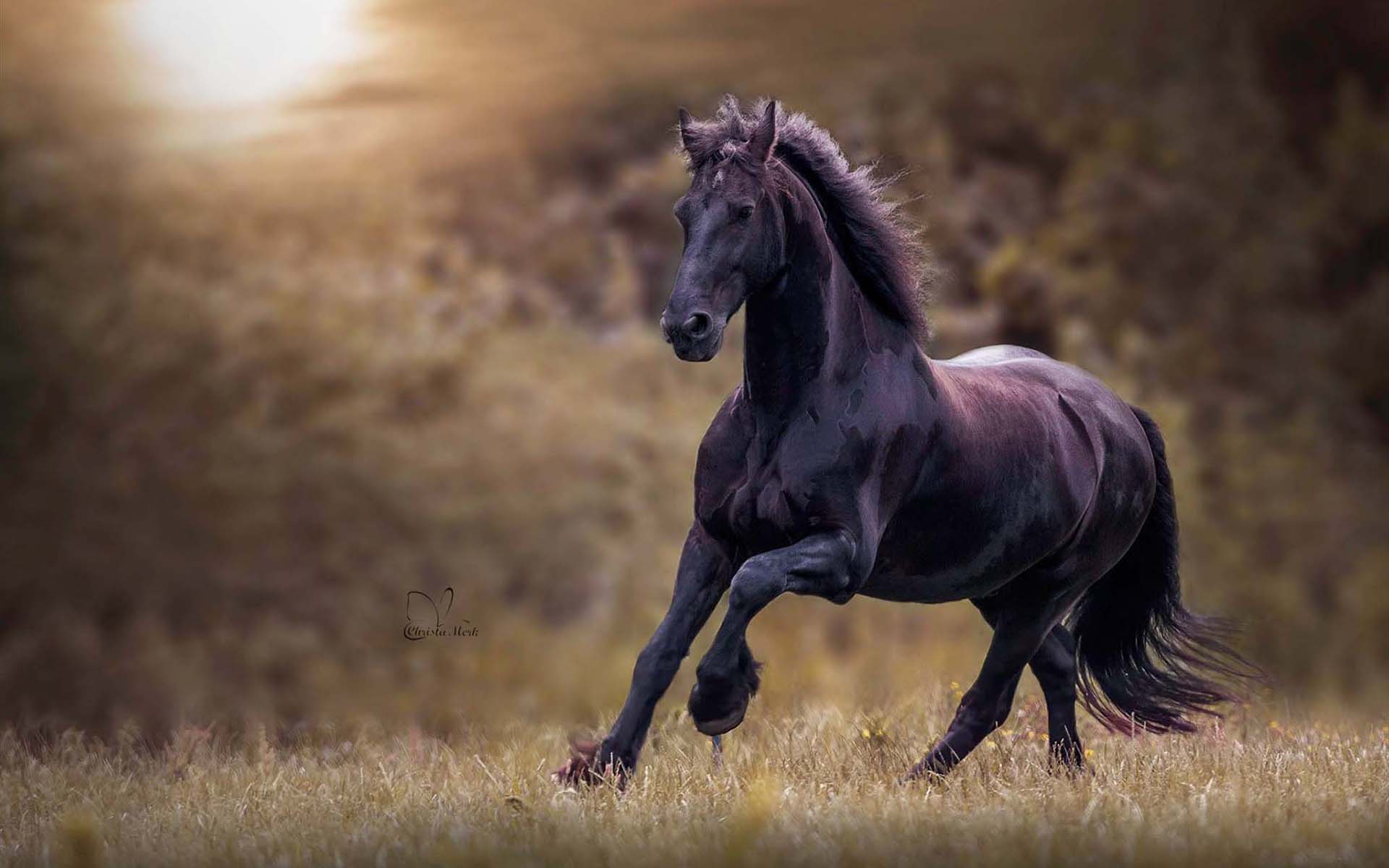 1080p pic animal, horse