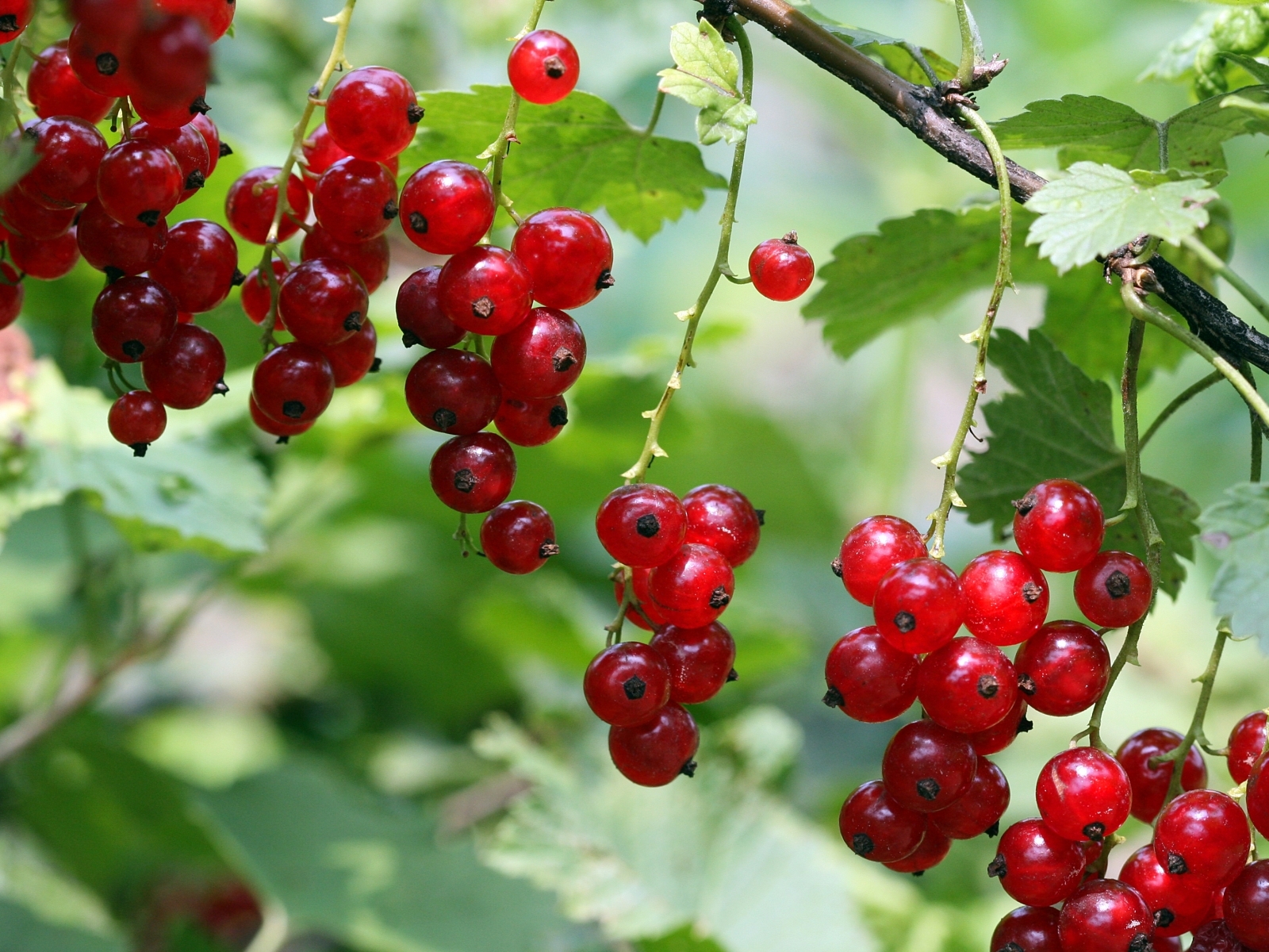 fruits, plants, green, food, berries, currant Free Stock Photo