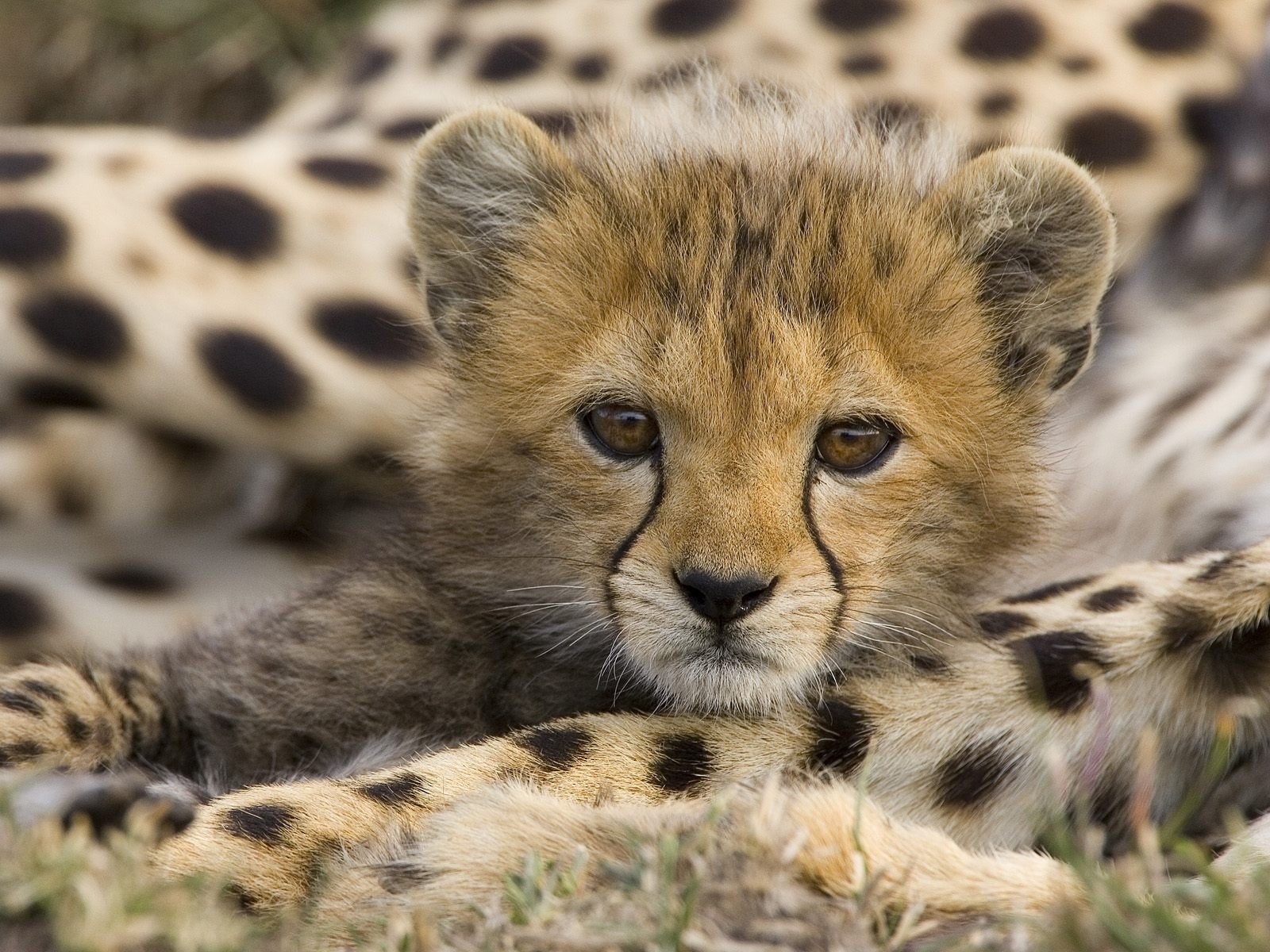 5049 Bild herunterladen tiere, leopards, orange - Hintergrundbilder und Bildschirmschoner kostenlos