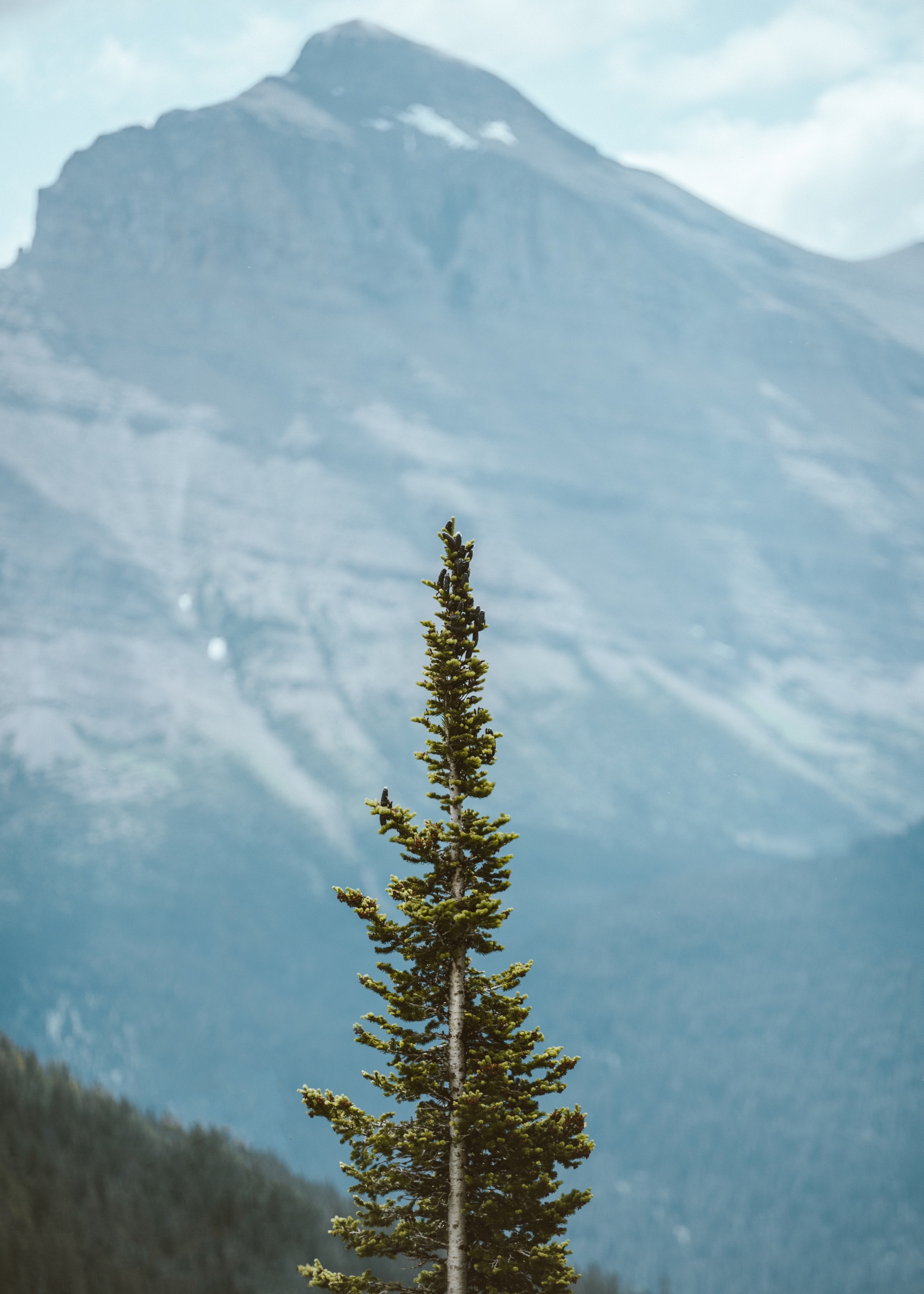 50928 Bildschirmschoner und Hintergrundbilder Pine auf Ihrem Telefon. Laden Sie pflanze, nadel, mountains, kiefer Bilder kostenlos herunter