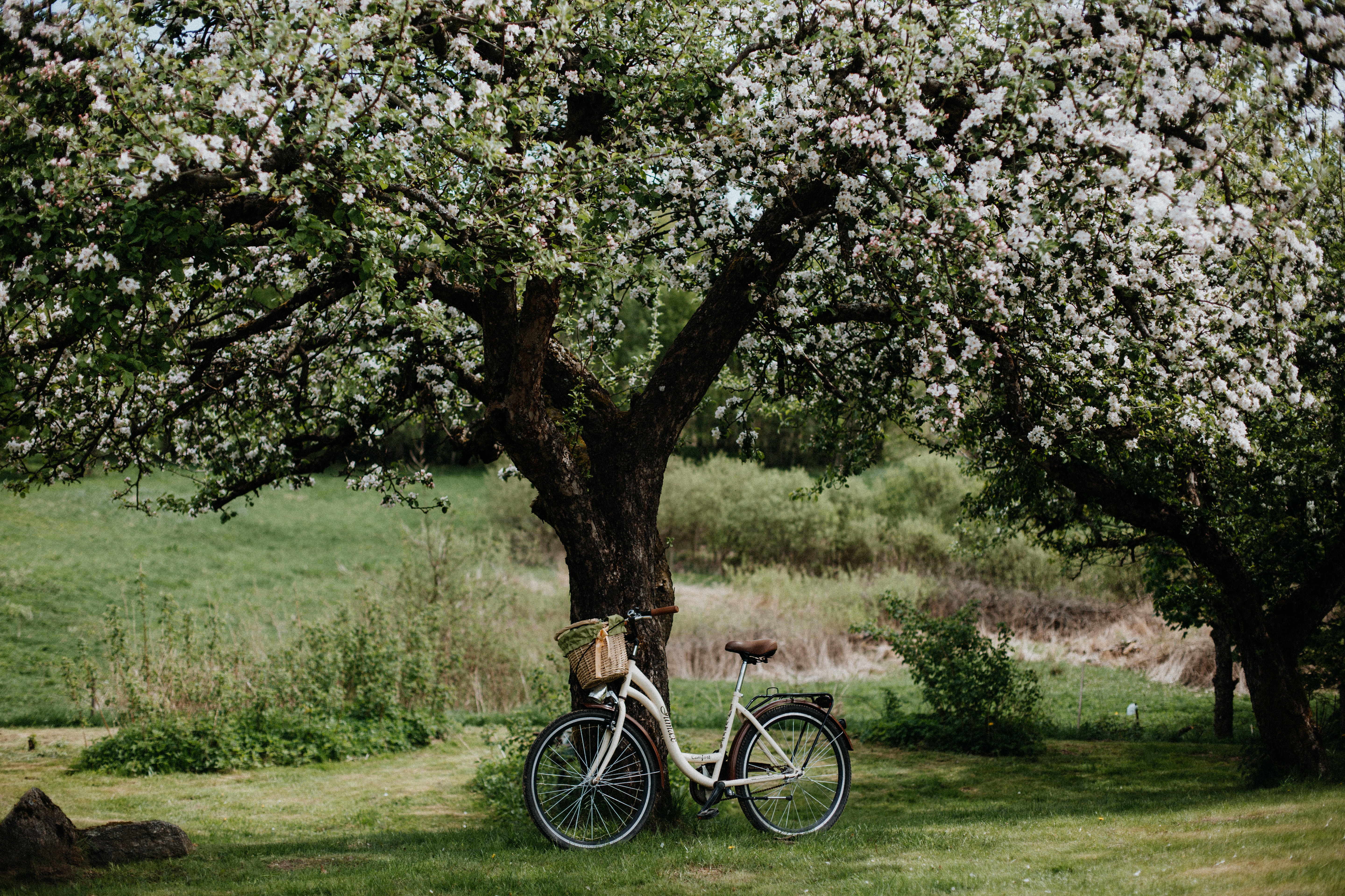 128805 скачать обои цветение, яблоня, цветы, велосипед, разное, дерево - заставки и картинки бесплатно