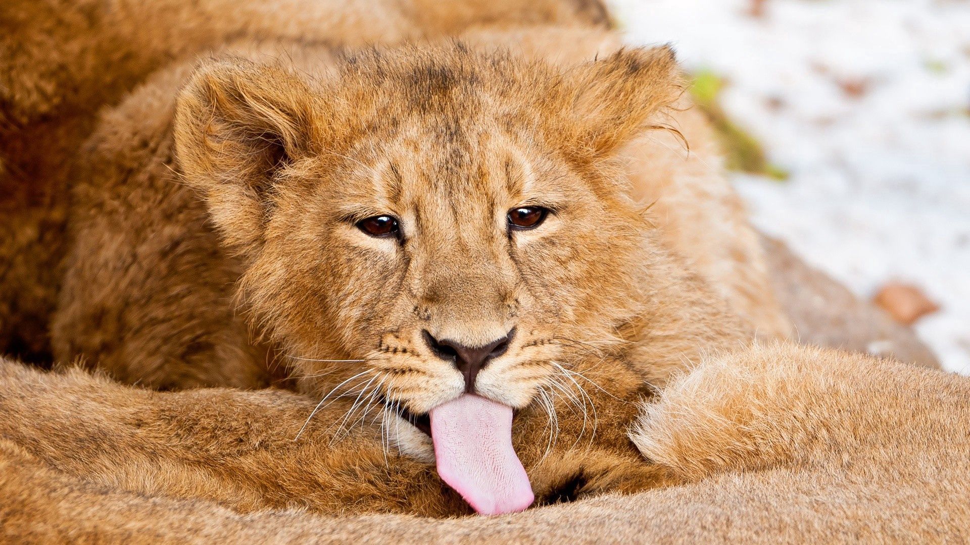HD photos animals, language, lion cub, lion