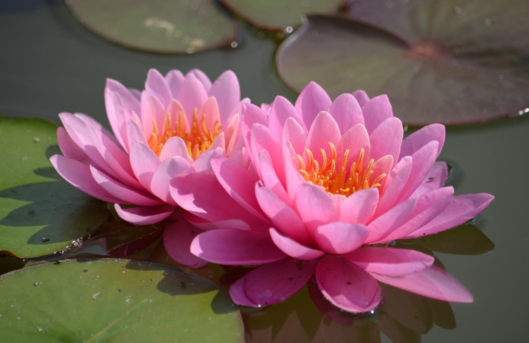 107357 Screensavers and Wallpapers Water Lilies for phone. Download flowers, water, water lilies, couple, pair, smooth, surface pictures for free