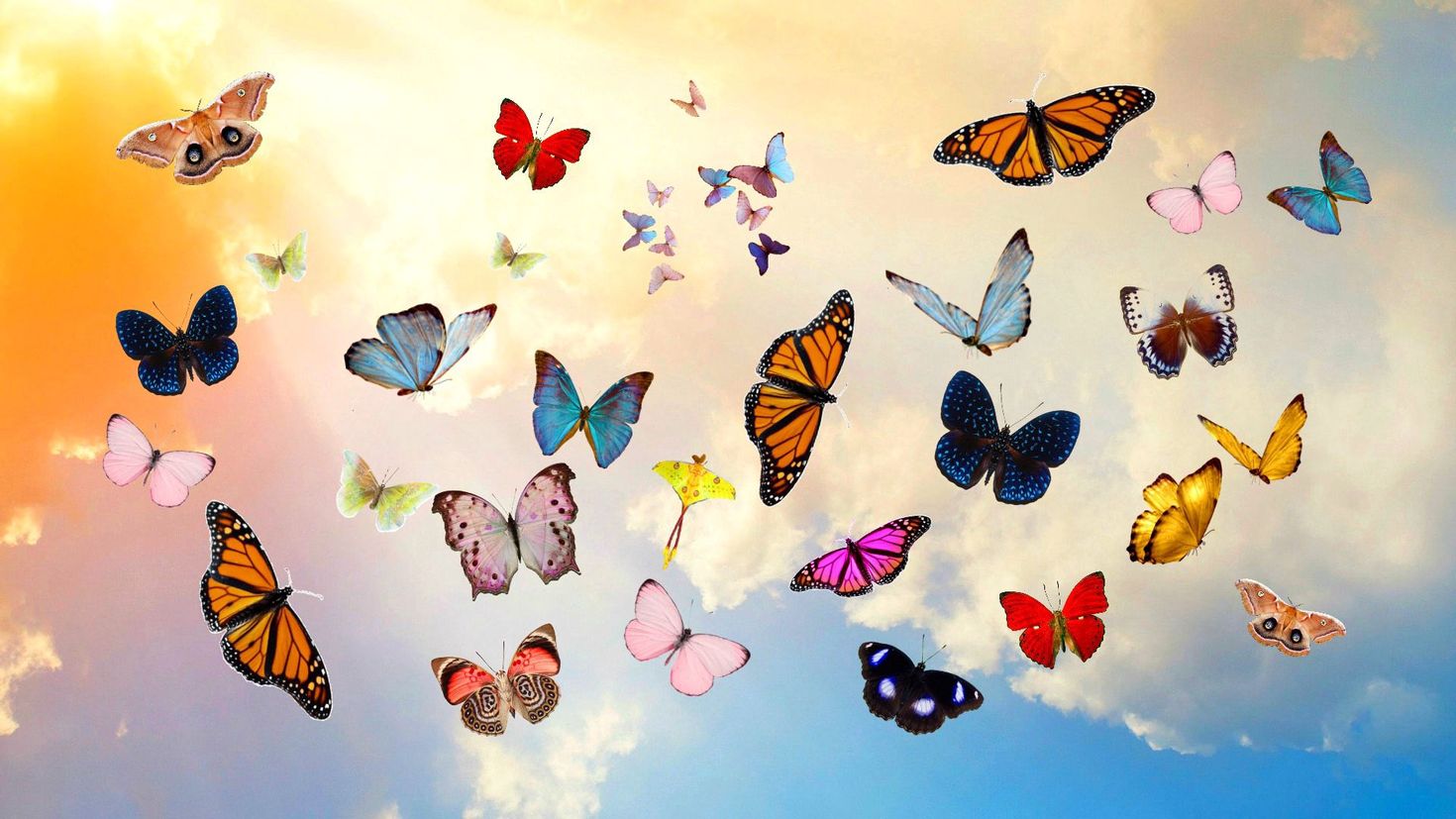 97275 скачать картинку фотошоп, бабочки, разное, небо, коллаж - обои и заст...
