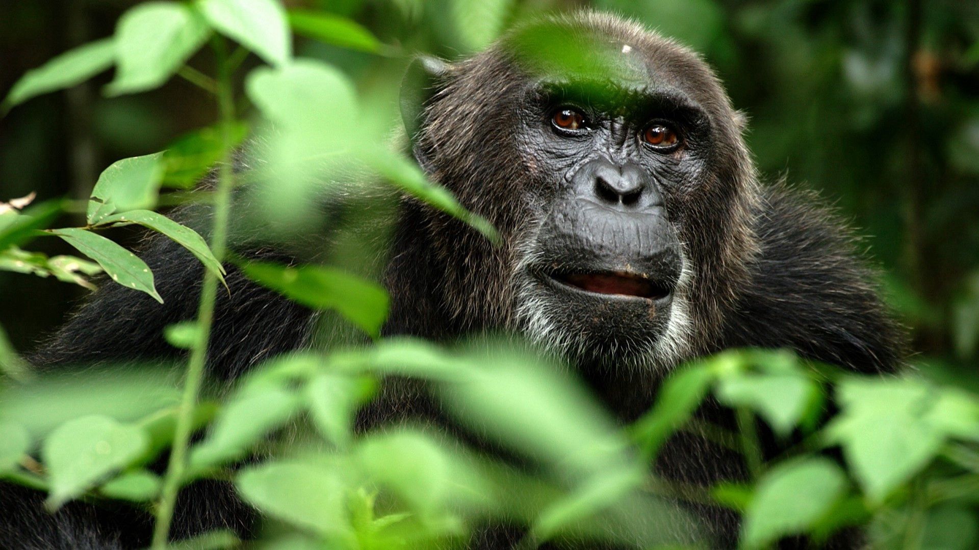 139296 Bildschirmschoner und Hintergrundbilder Ein Affe auf Ihrem Telefon. Laden Sie geäst, gorilla, tiere, ausblenden Bilder kostenlos herunter
