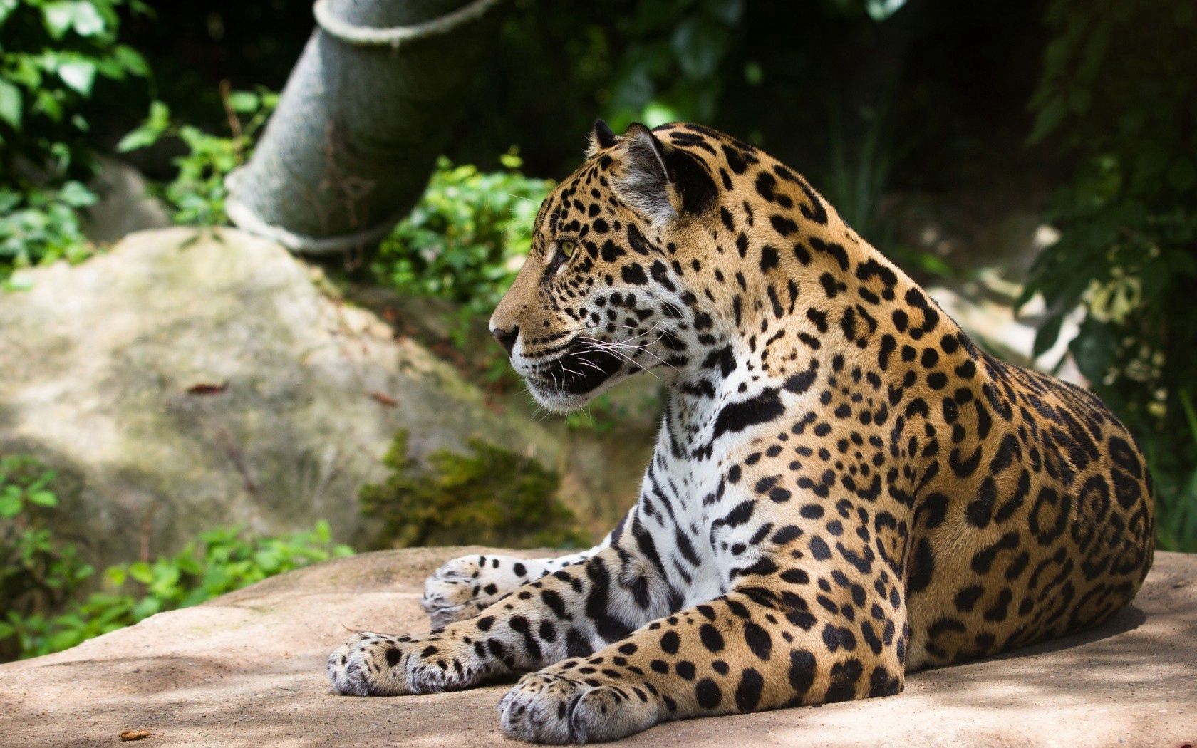 131200 Hintergrundbild herunterladen tiere, jaguar, raubtier, predator, wilde katze, wildkatze - Bildschirmschoner und Bilder kostenlos
