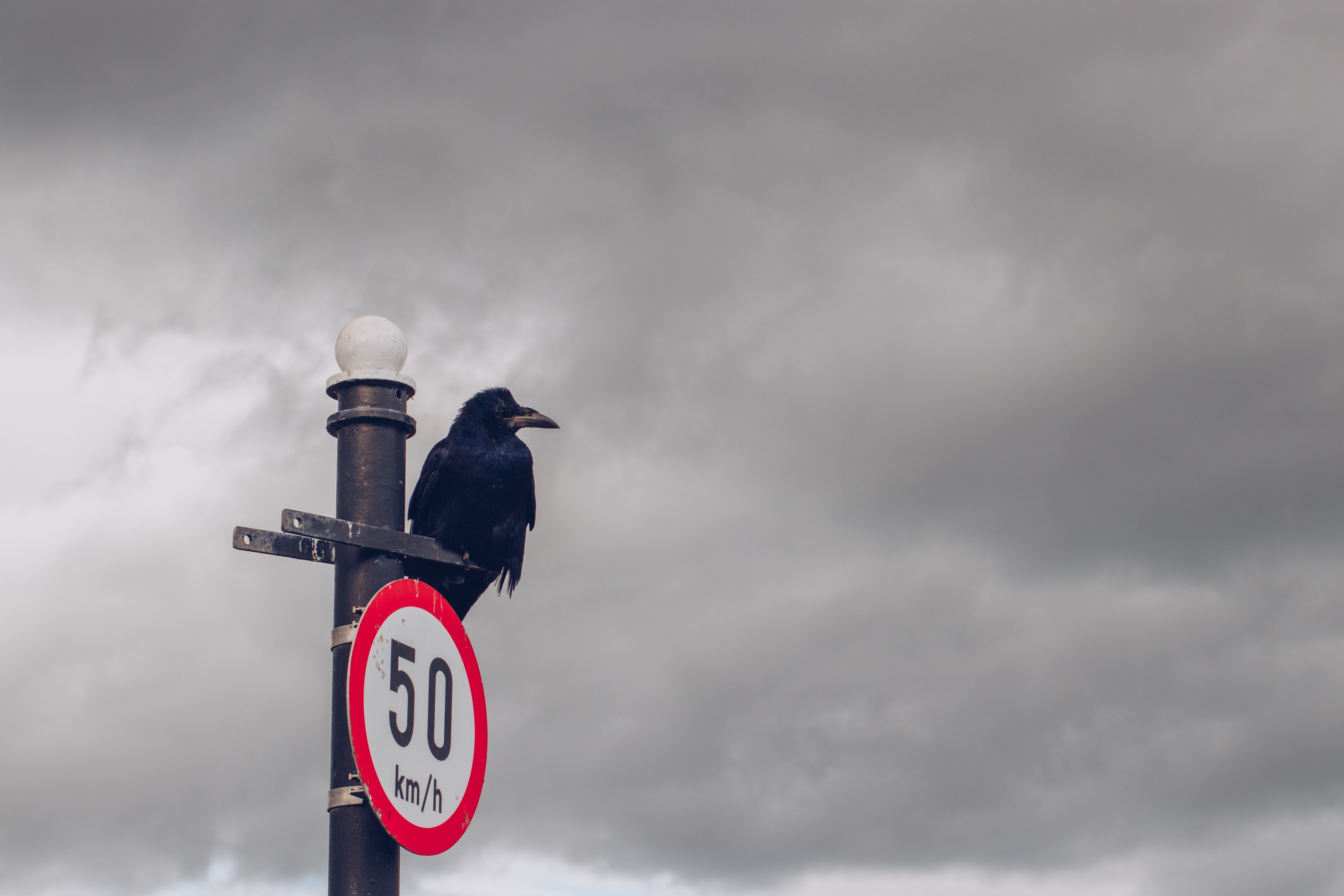 raven, post, animals, clouds, bird, pillar, mainly cloudy, overcast, sign QHD