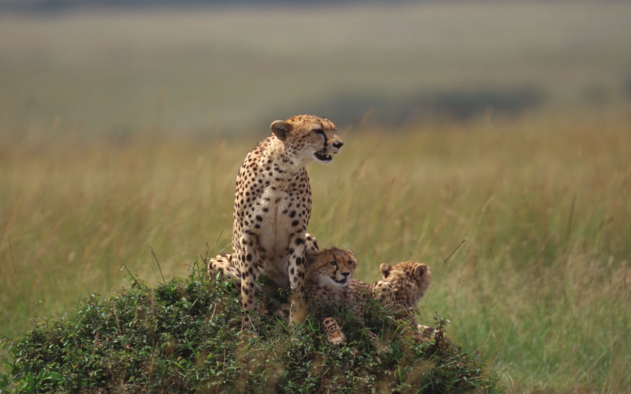 cheetah, animals, grass, lie, to lie down, family