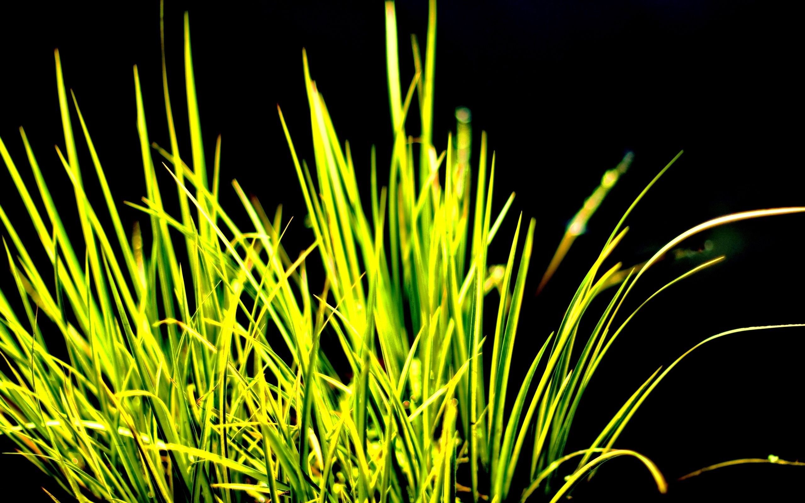 Phone Background Full HD dark, macro, background, grass