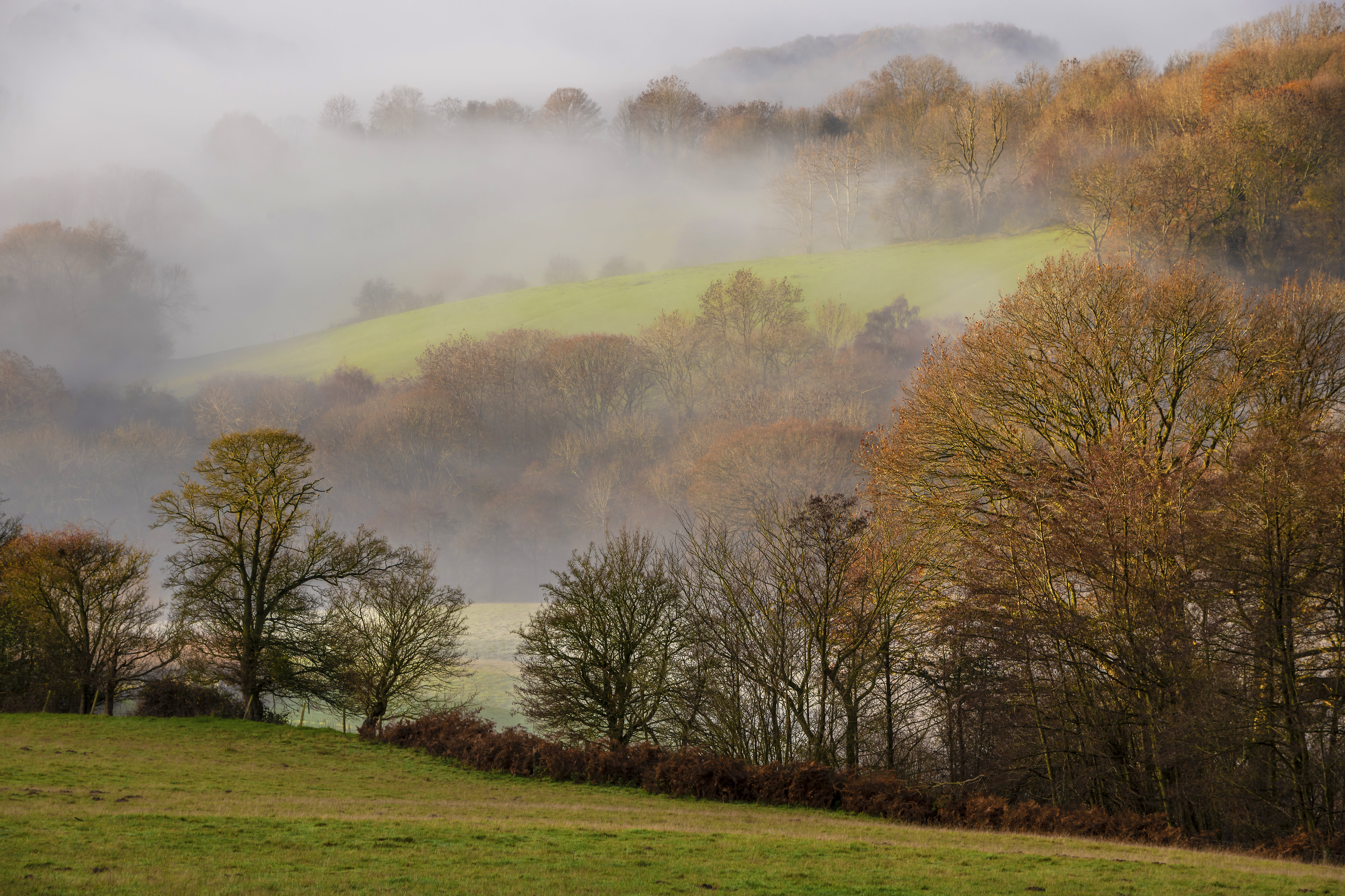 landscape, nature, trees, fog, hills