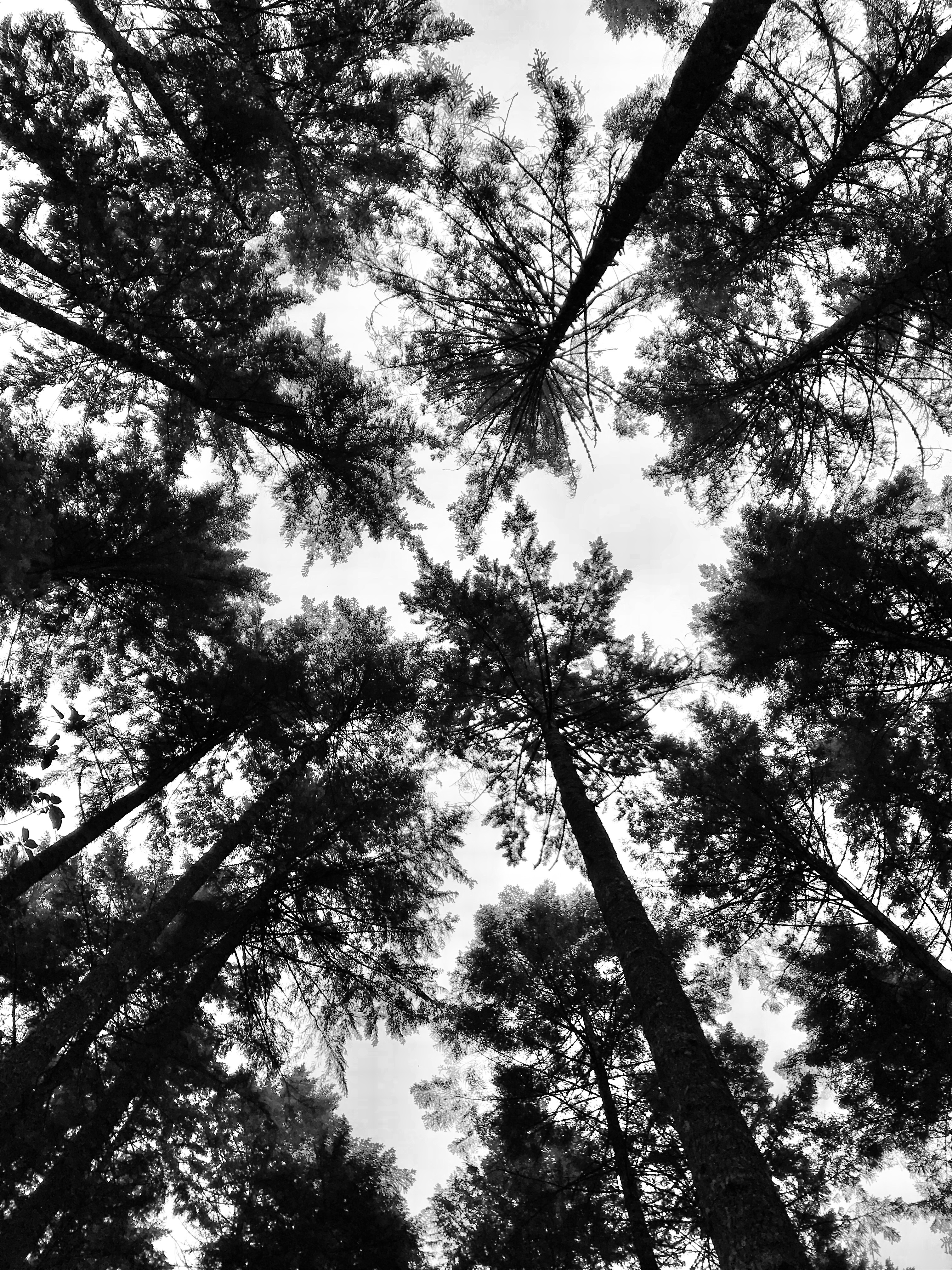 chb, tops, nature, trees, top, forest, crown, bw, view, crowns, dizzy, giddy cell phone wallpapers