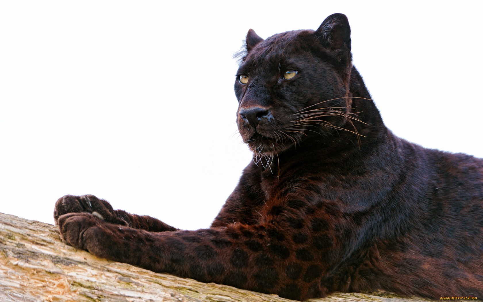 14533 download wallpaper animals, panthers screensavers and pictures for free