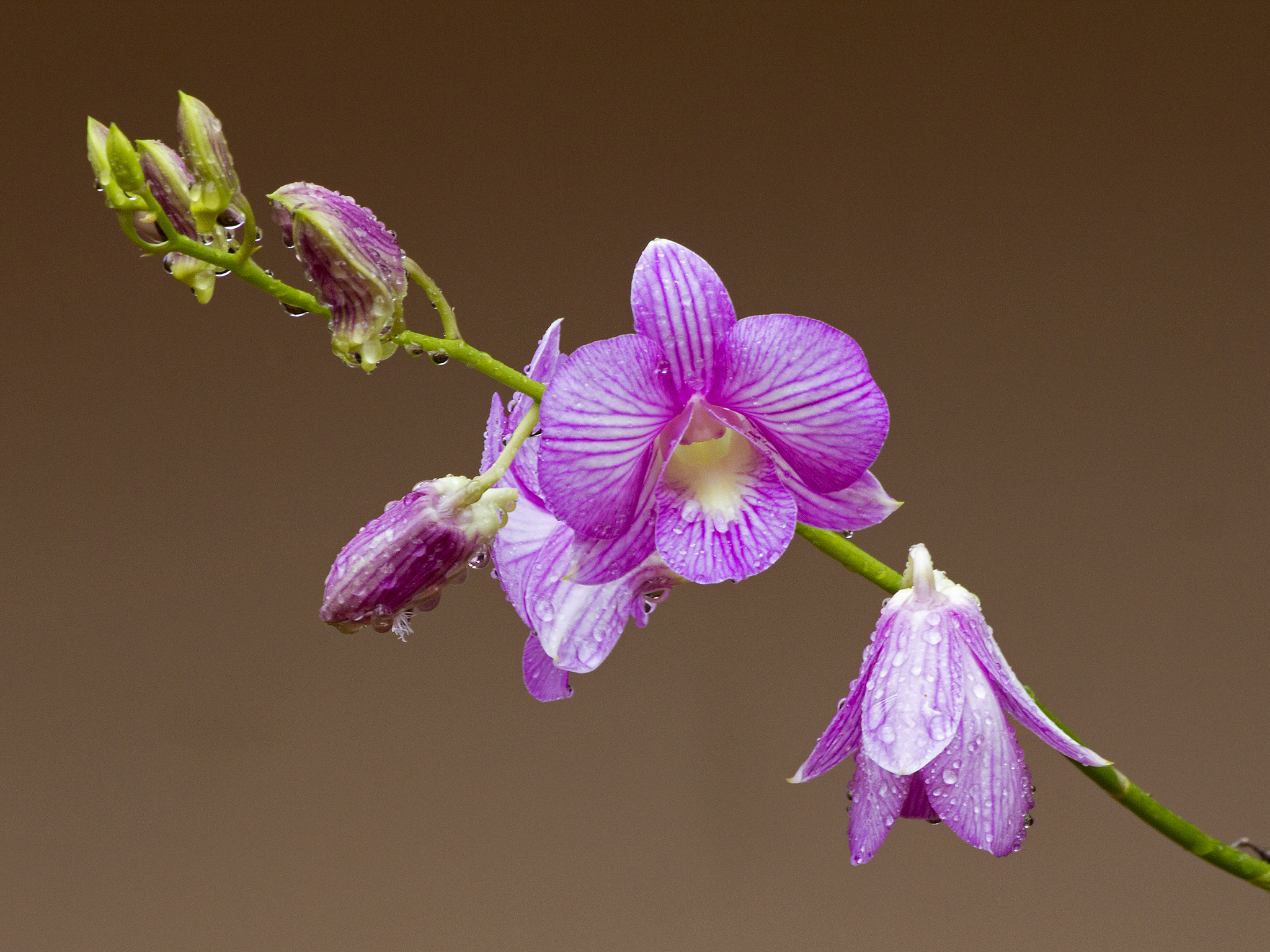 69115 Bildschirmschoner und Hintergrundbilder Orchidee auf Ihrem Telefon. Laden Sie orchid, drops, blumen, blütenblätter Bilder kostenlos herunter