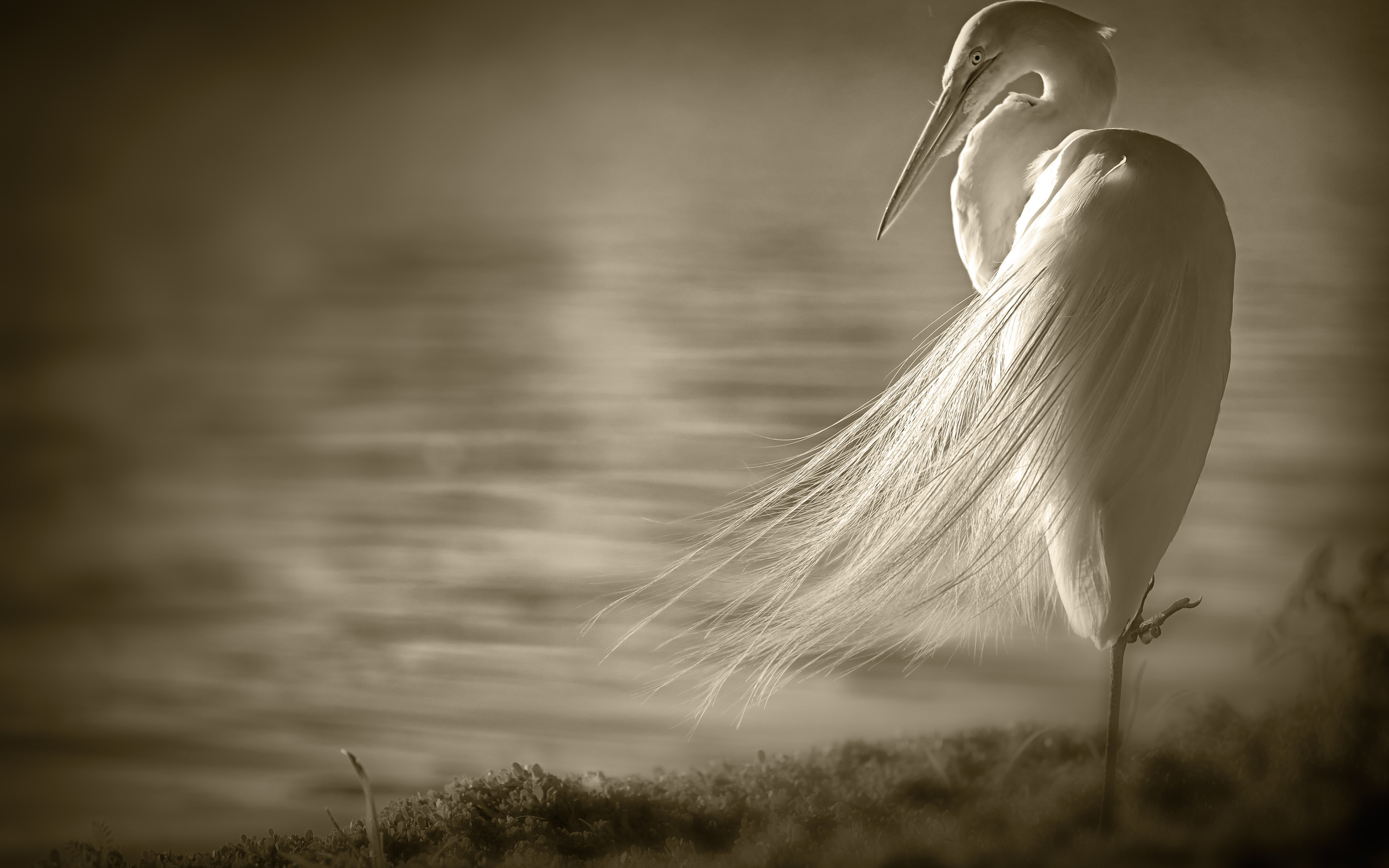 Laden Sie das Tiere, Swans-Bild kostenlos auf Ihren PC-Desktop herunter