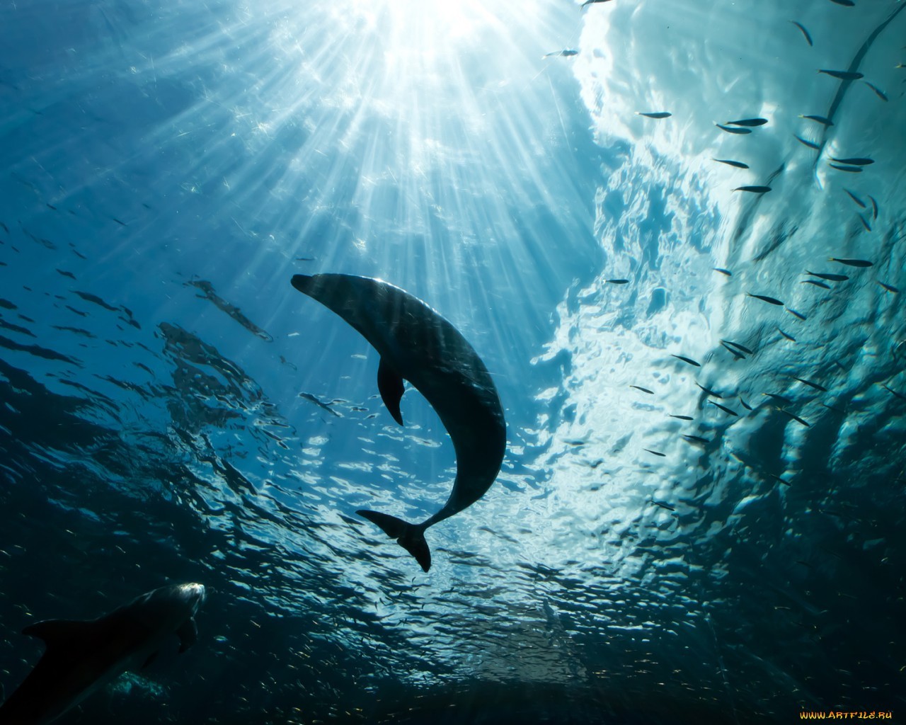 22710 Hintergrundbild herunterladen delfine, tiere, sea, türkis - Bildschirmschoner und Bilder kostenlos