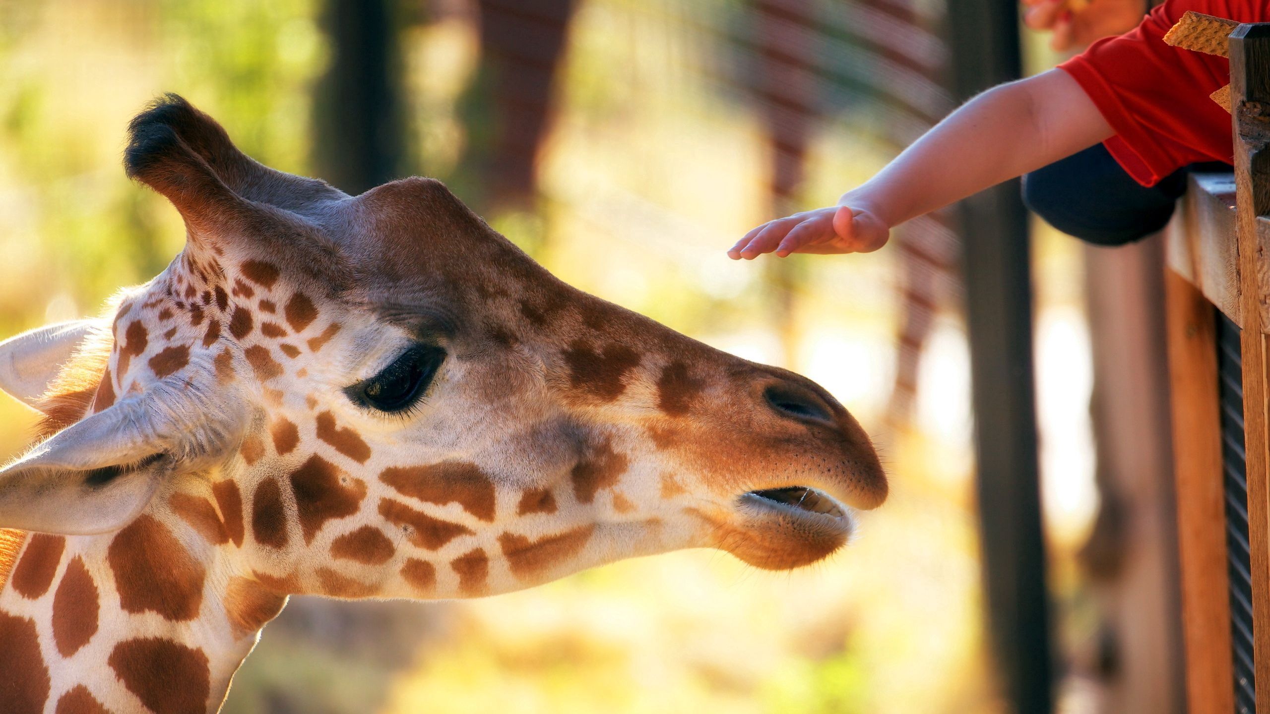 122189 Bildschirmschoner und Hintergrundbilder Giraffe auf Ihrem Telefon. Laden Sie fleckig, hand, tiere, schnauze Bilder kostenlos herunter