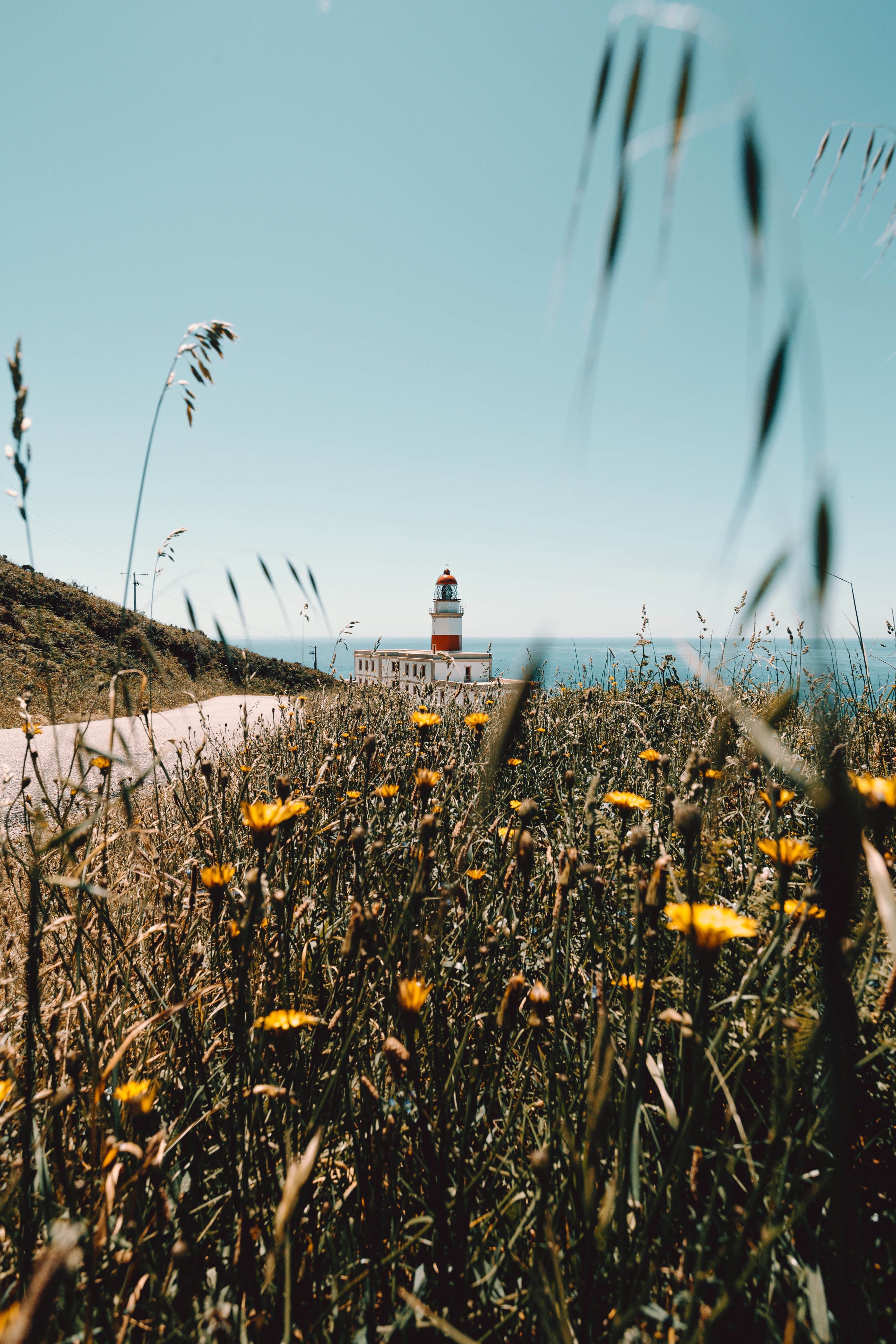 Wildflowers lighthouse, building, nature, flowers Lock Screen