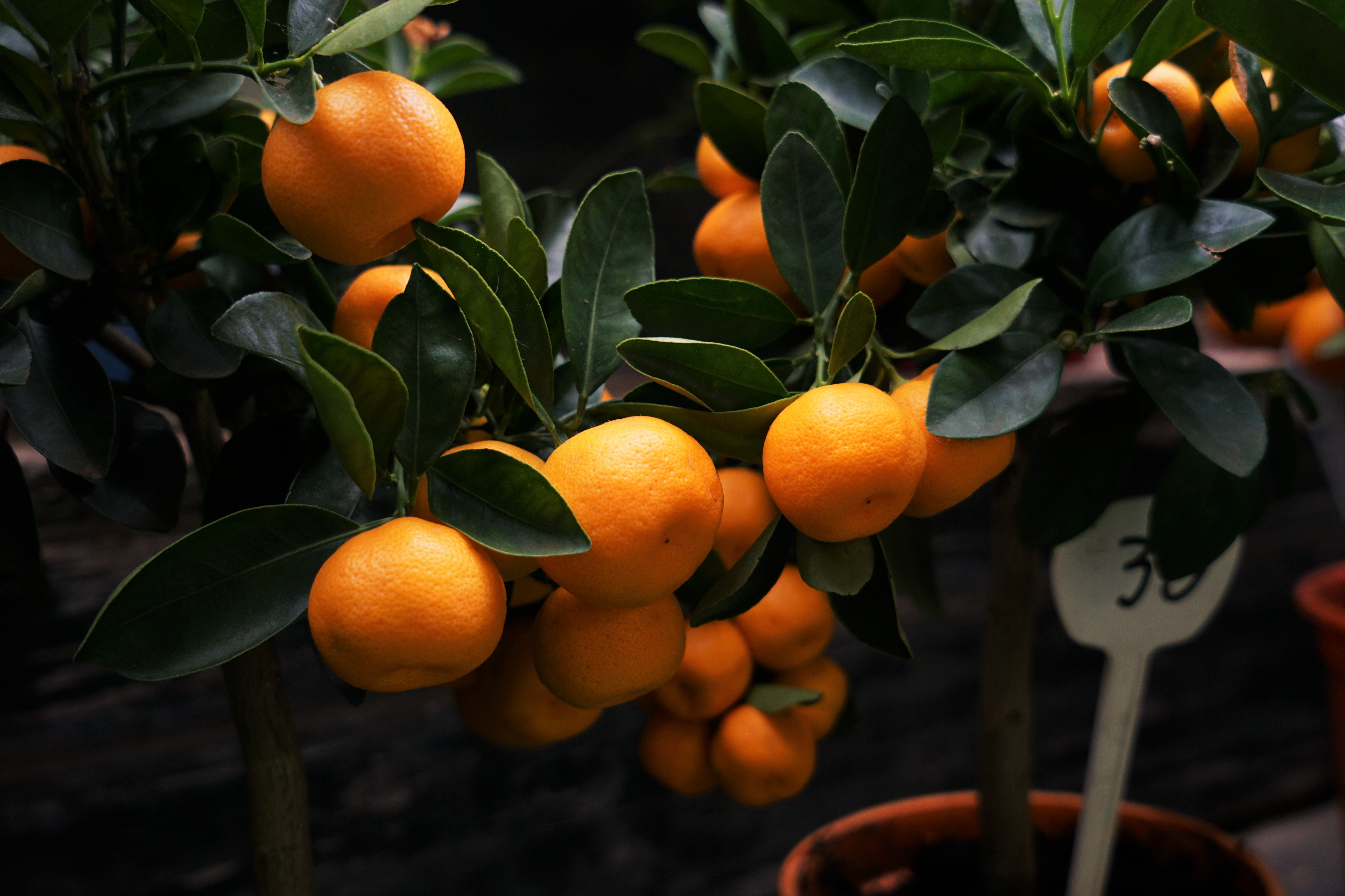 76244 download wallpaper fruits, food, branches, citrus, manadirins, manadrini screensavers and pictures for free