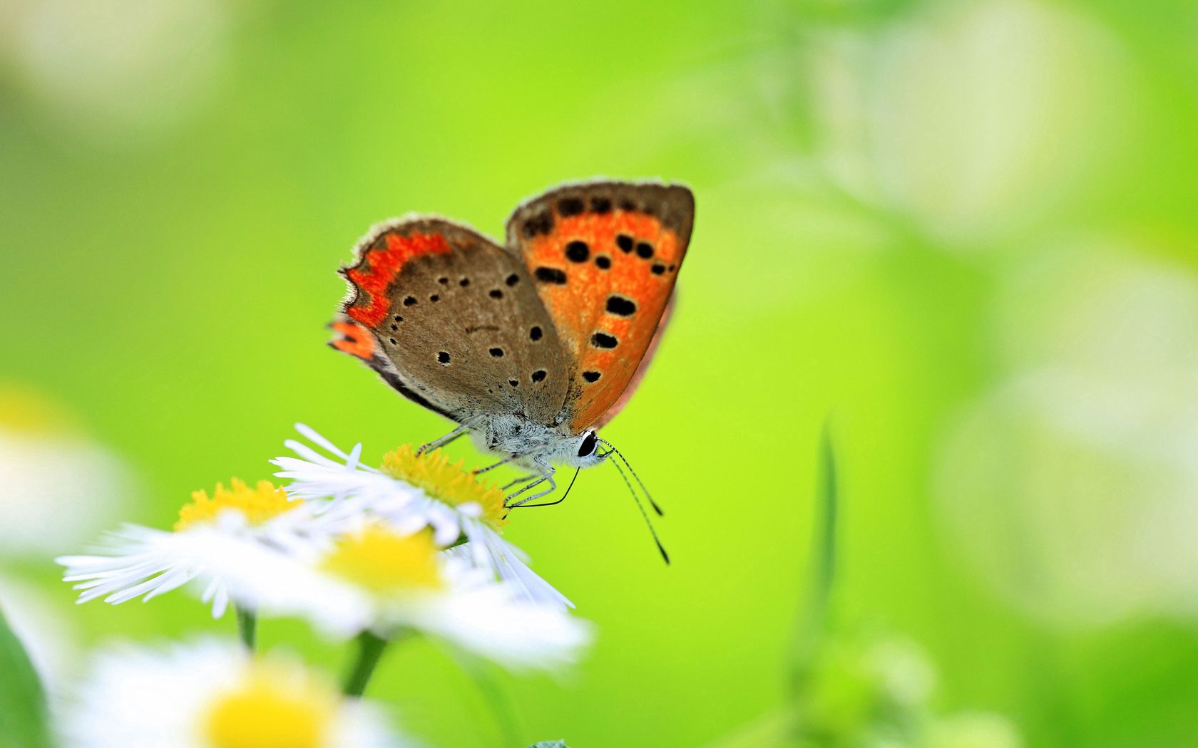 Cool HD Wallpaper butterfly, insect, glade, camomile