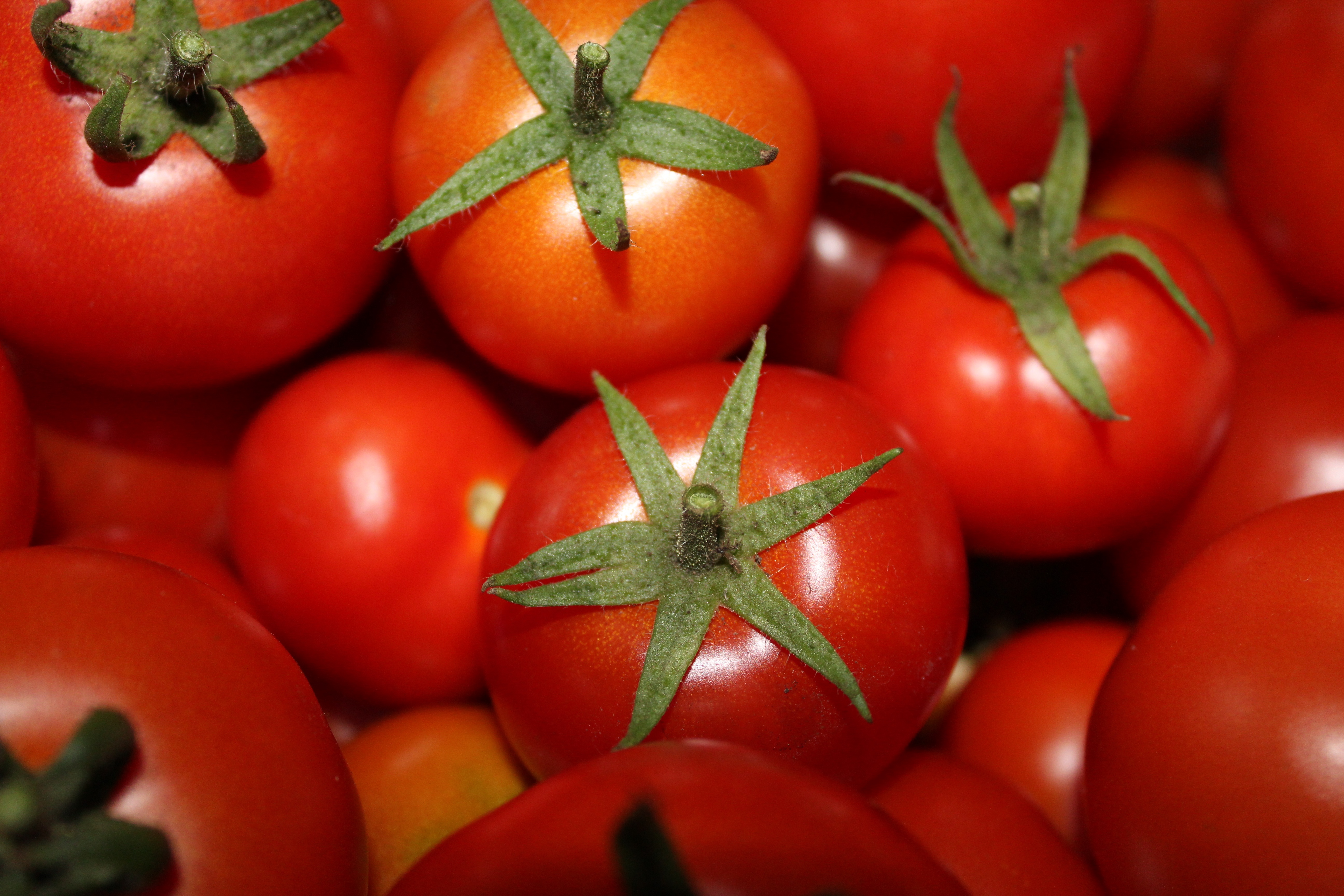 114379 Bildschirmschoner und Hintergrundbilder Tomaten auf Ihrem Telefon. Laden Sie gemüse, lebensmittel, reif Bilder kostenlos herunter