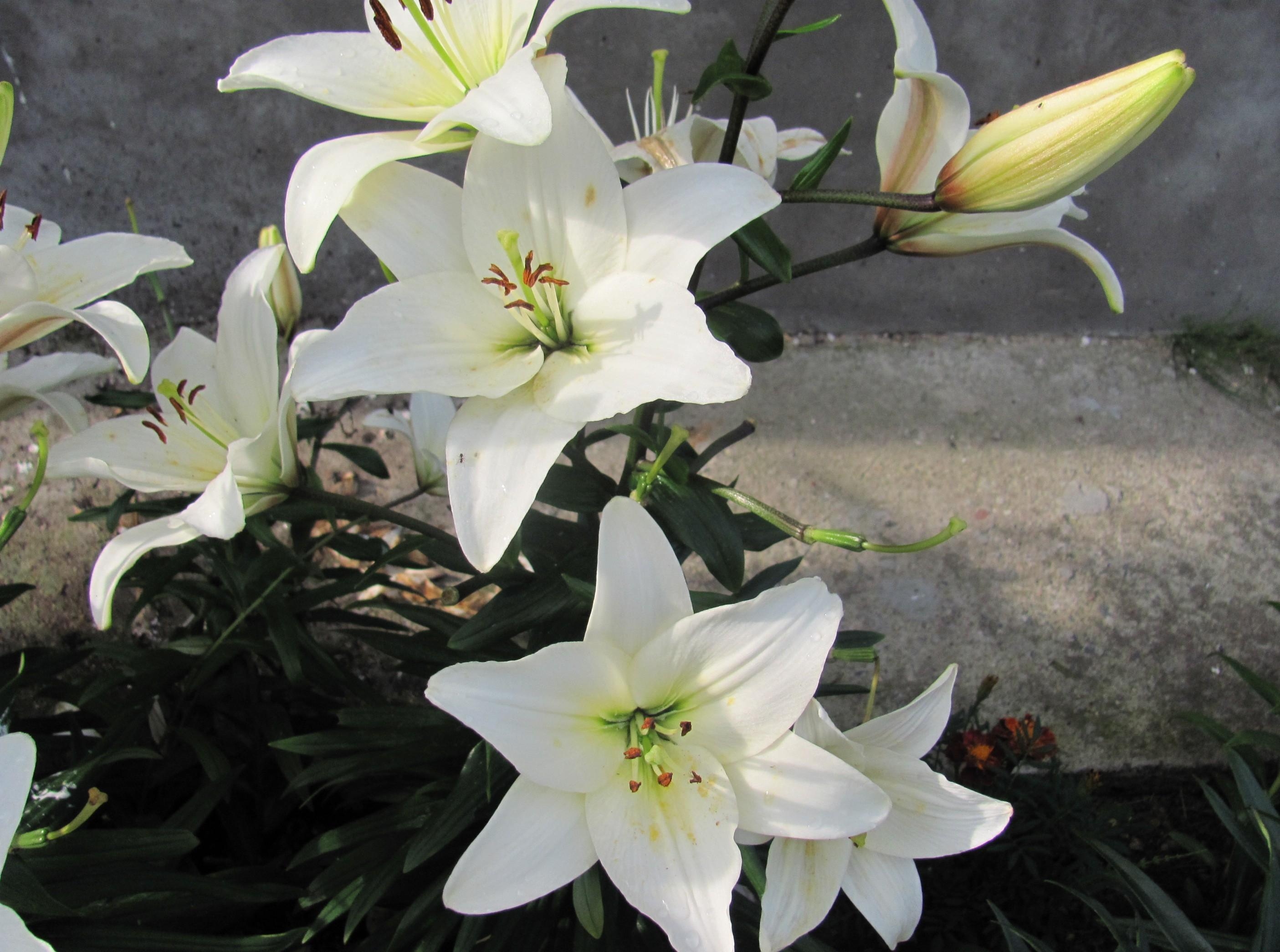 snow white, flowers, lilies, white, bud, greens, flowerbed, flower bed